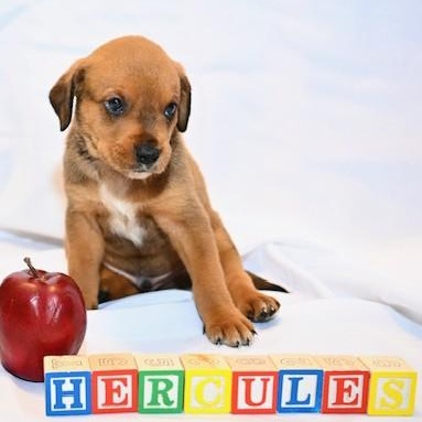 Hercules, Adopted, Puppy Male Mixed Breed.