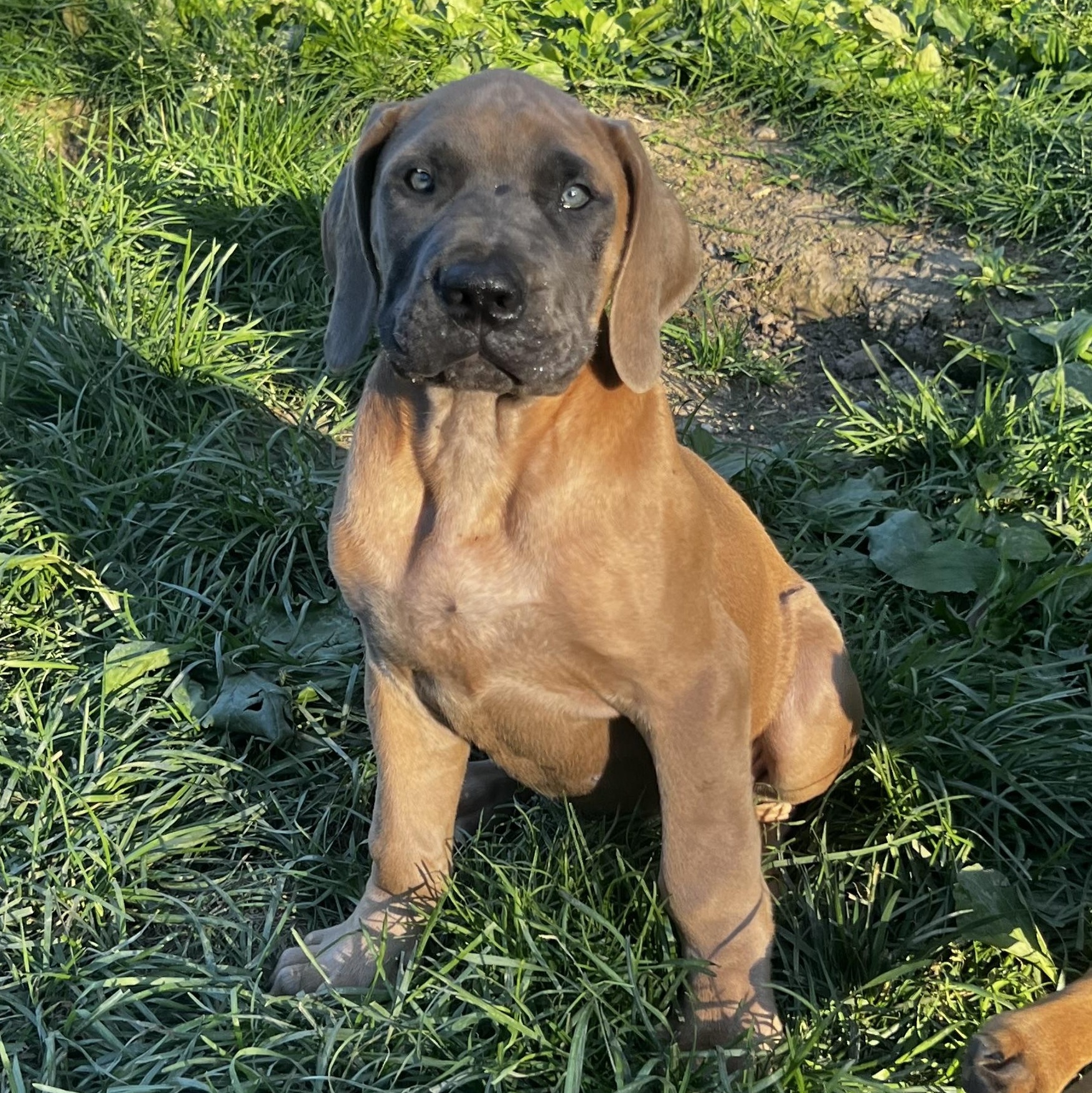 Groot, a ADOPTABLE Mastiff in Alexandria, VA image 5/5