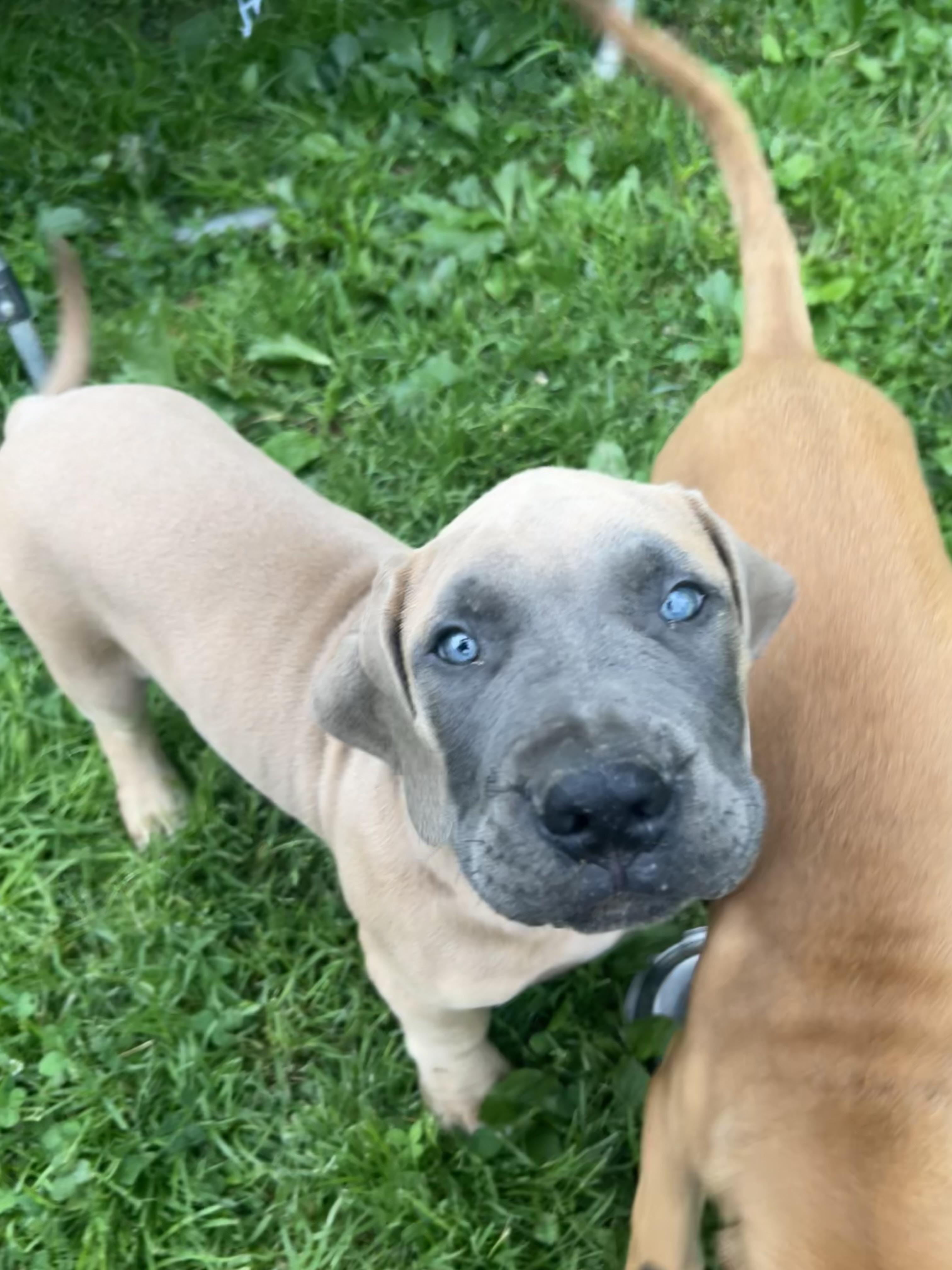 Groot, a ADOPTABLE Mastiff in Alexandria, VA image 3/5