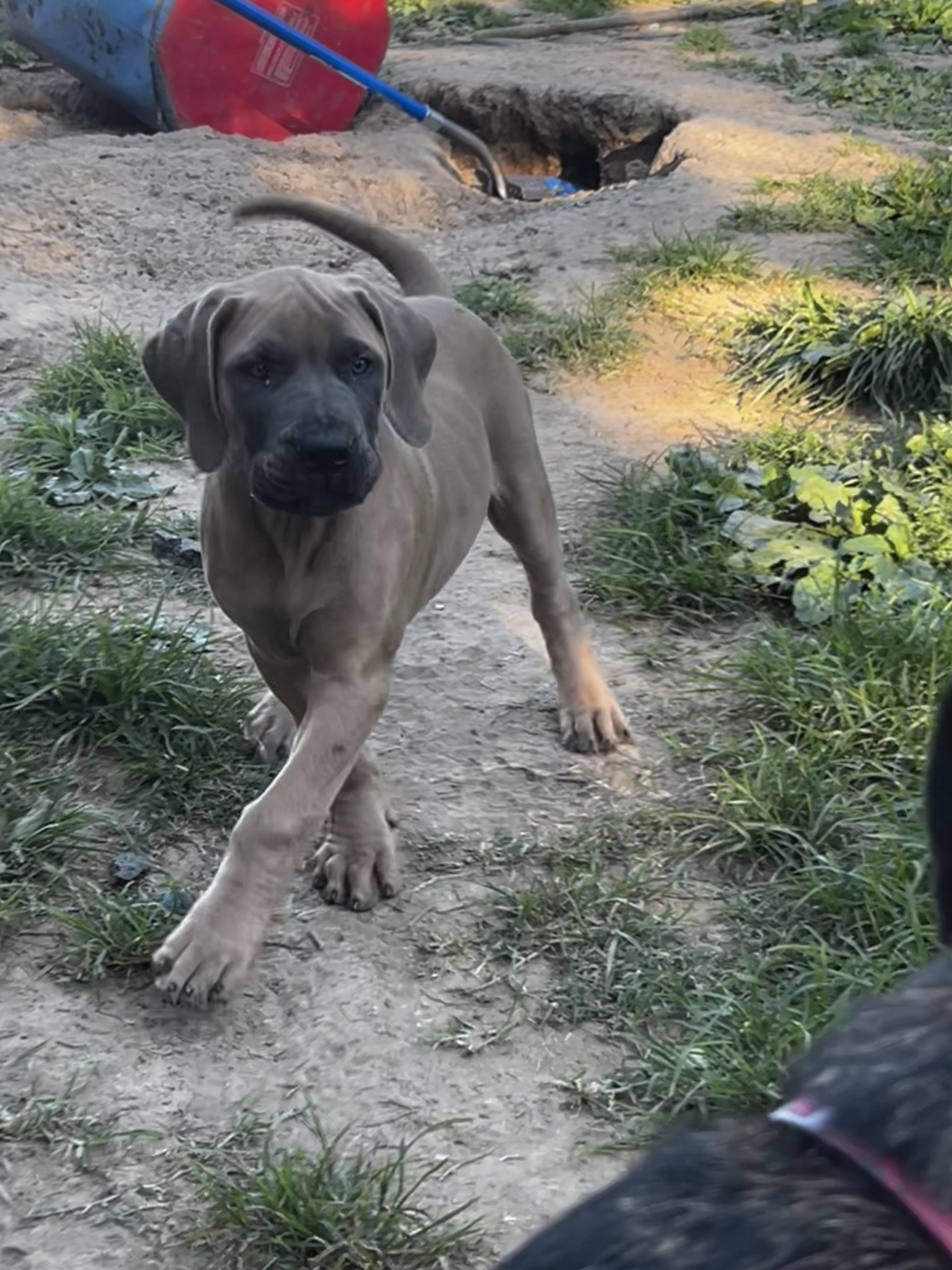Groot, a ADOPTABLE Mastiff in Alexandria, VA image 4/5