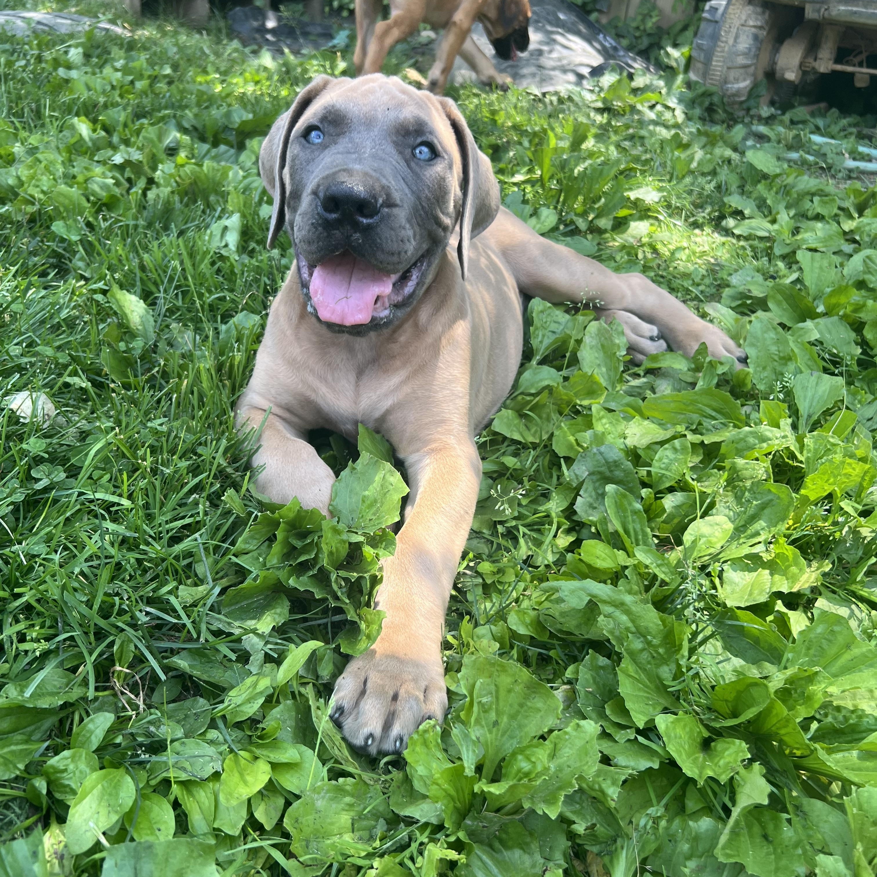 Groot, a ADOPTABLE Mastiff in Alexandria, VA image 1/5