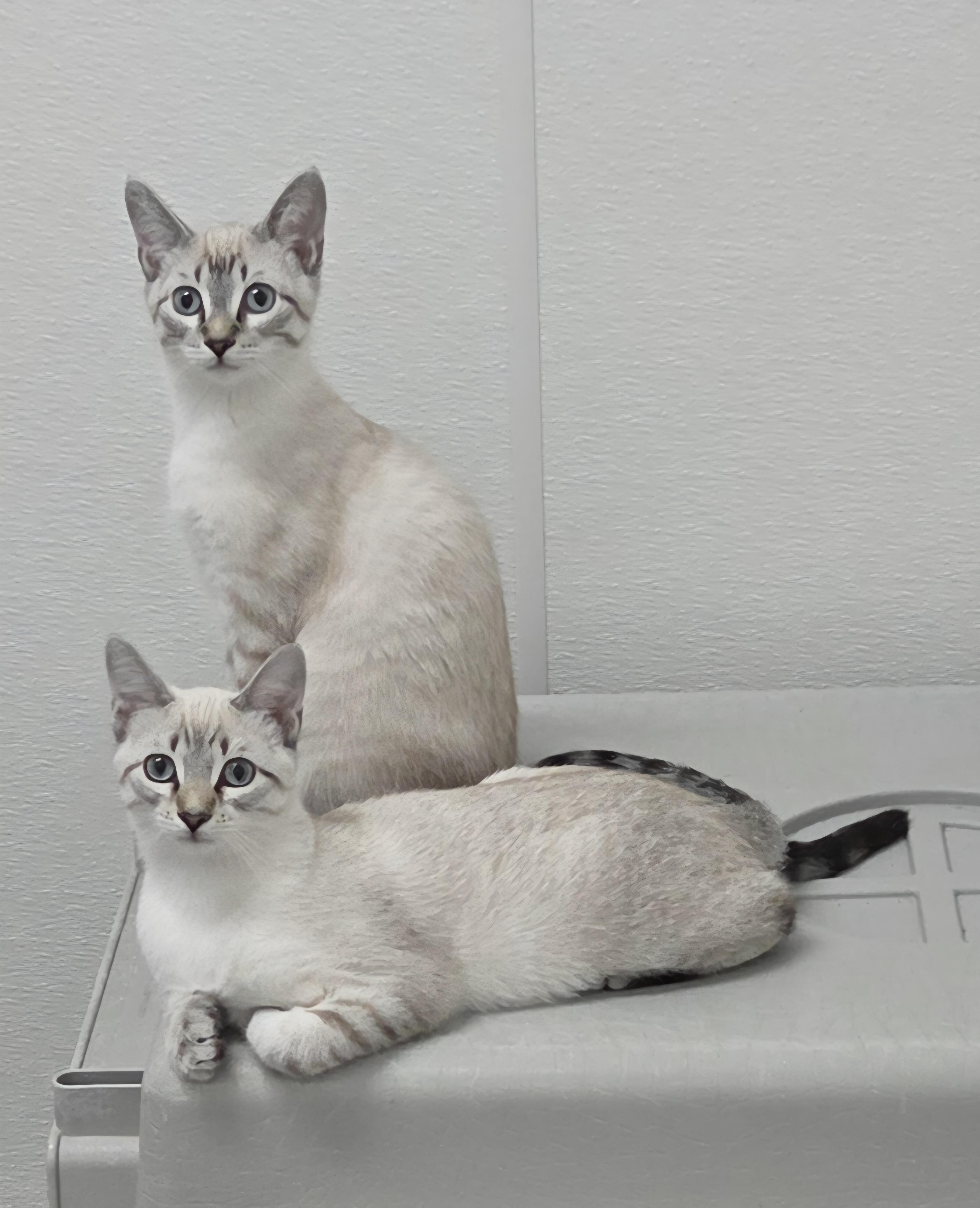Artie, an adoptable Siamese in Anna, IL image 2/4
