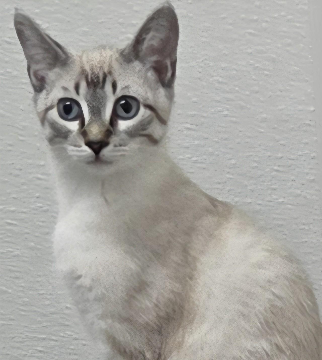 Artie, an adoptable Siamese in Anna, IL image 1/4