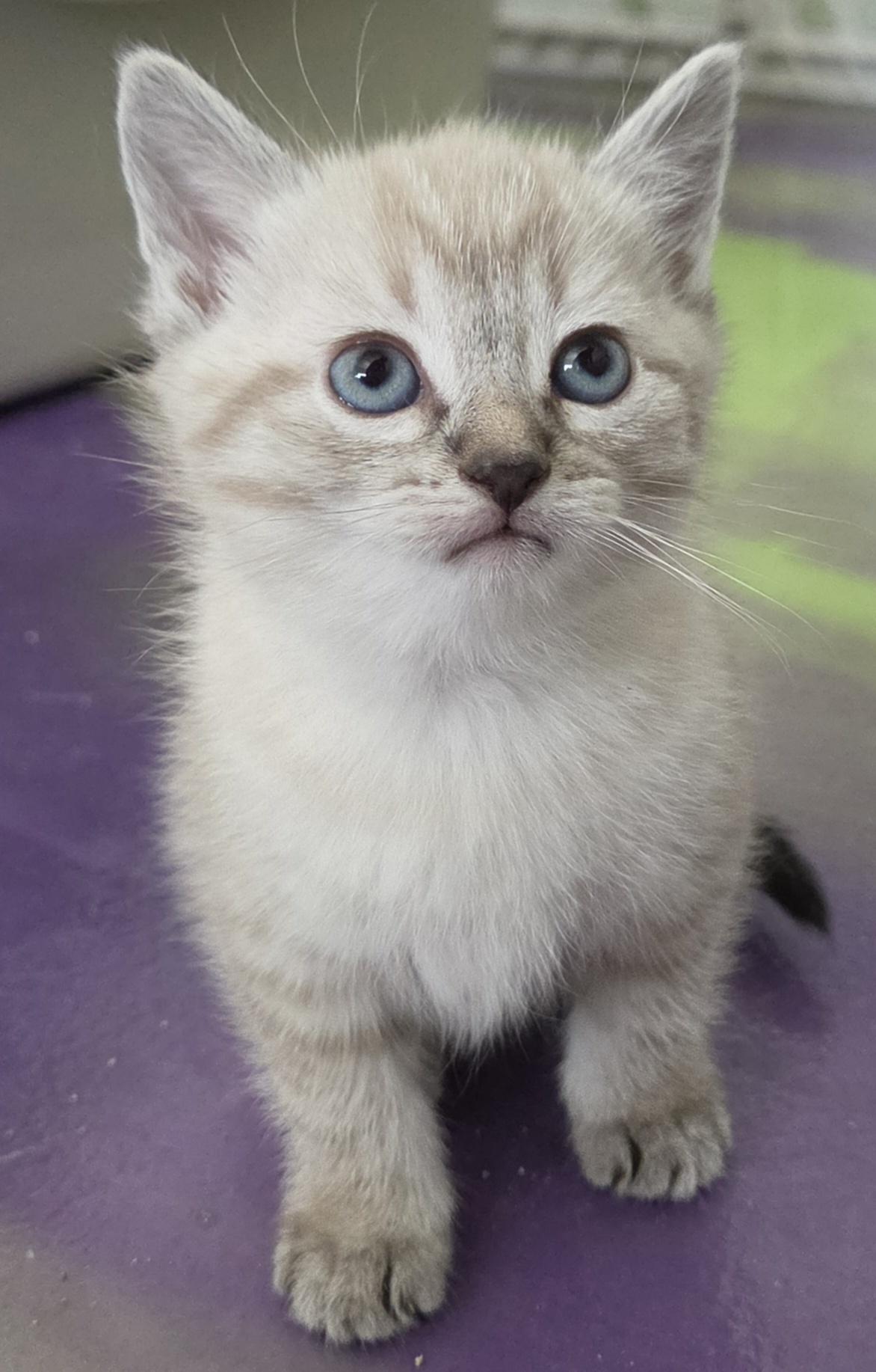 Artie, an adoptable Siamese in Anna, IL image 4/4
