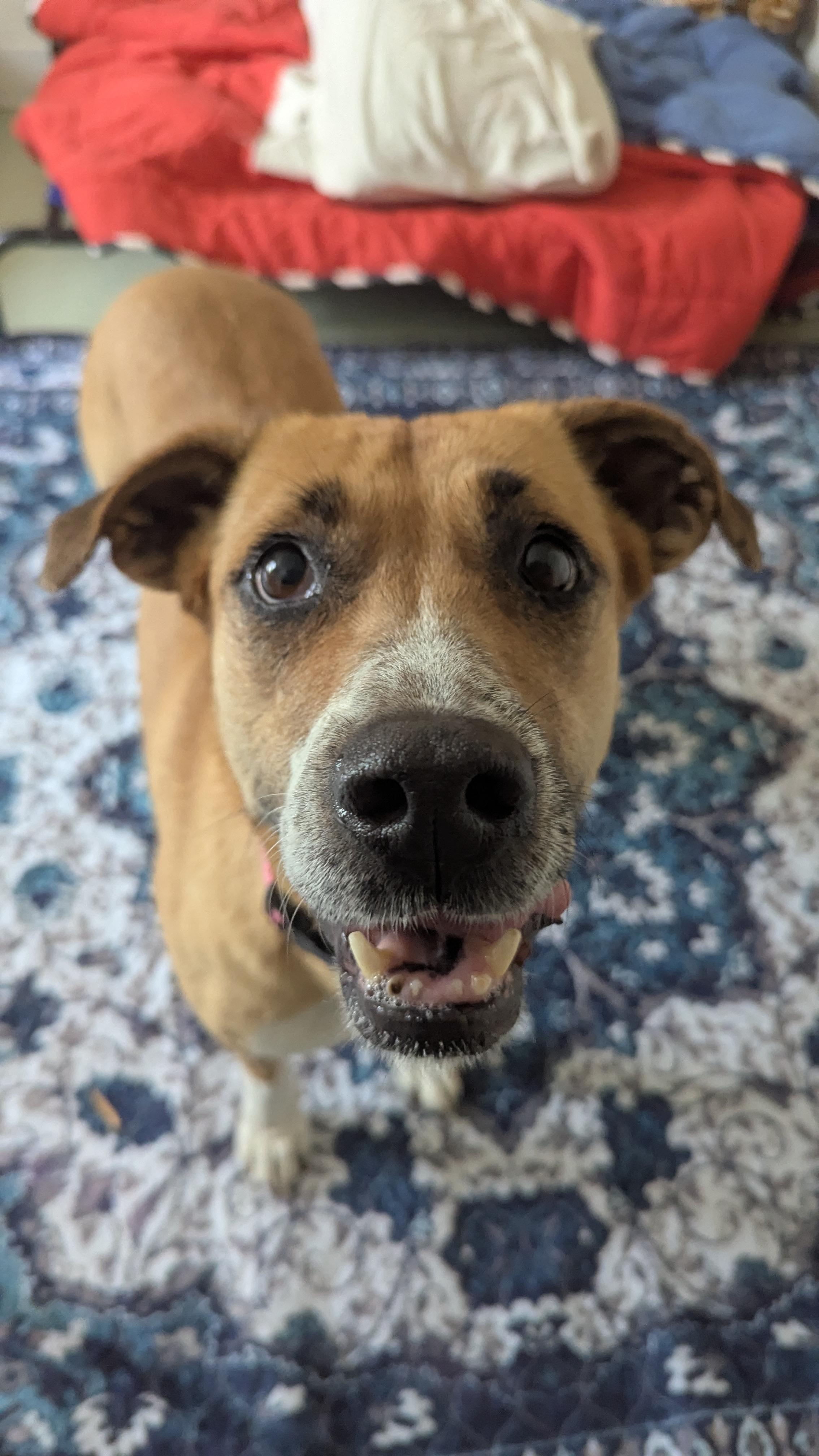 Josie Sue, a ADOPTABLE mixed breed in Nolensville, TN image 2/6