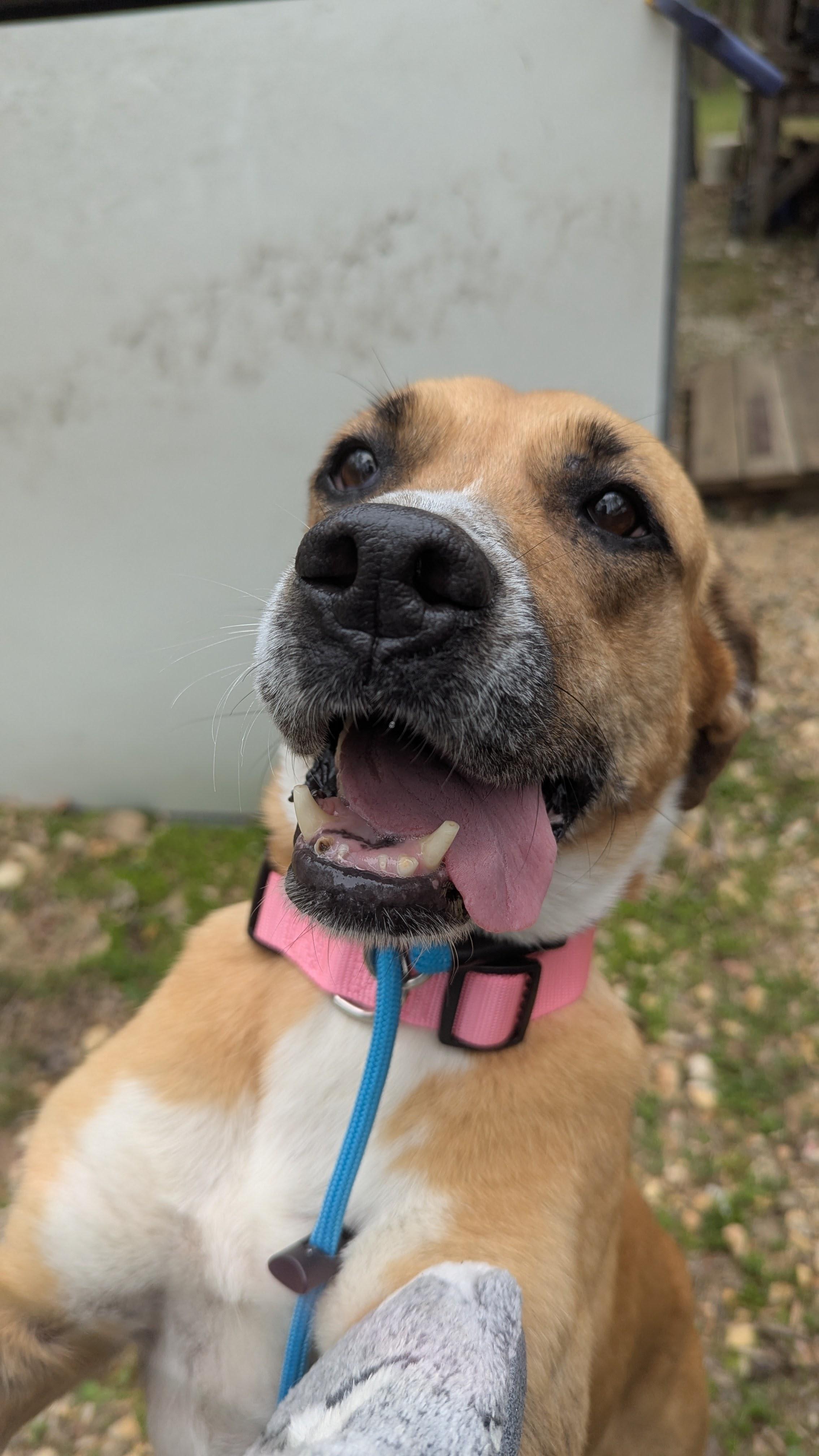 Josie Sue, a ADOPTABLE mixed breed in Nolensville, TN image 3/6