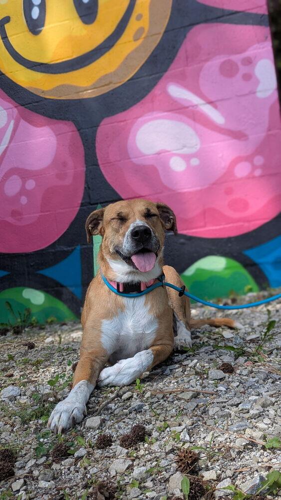 Josie Sue, a ADOPTABLE mixed breed in Nolensville, TN image 4/6