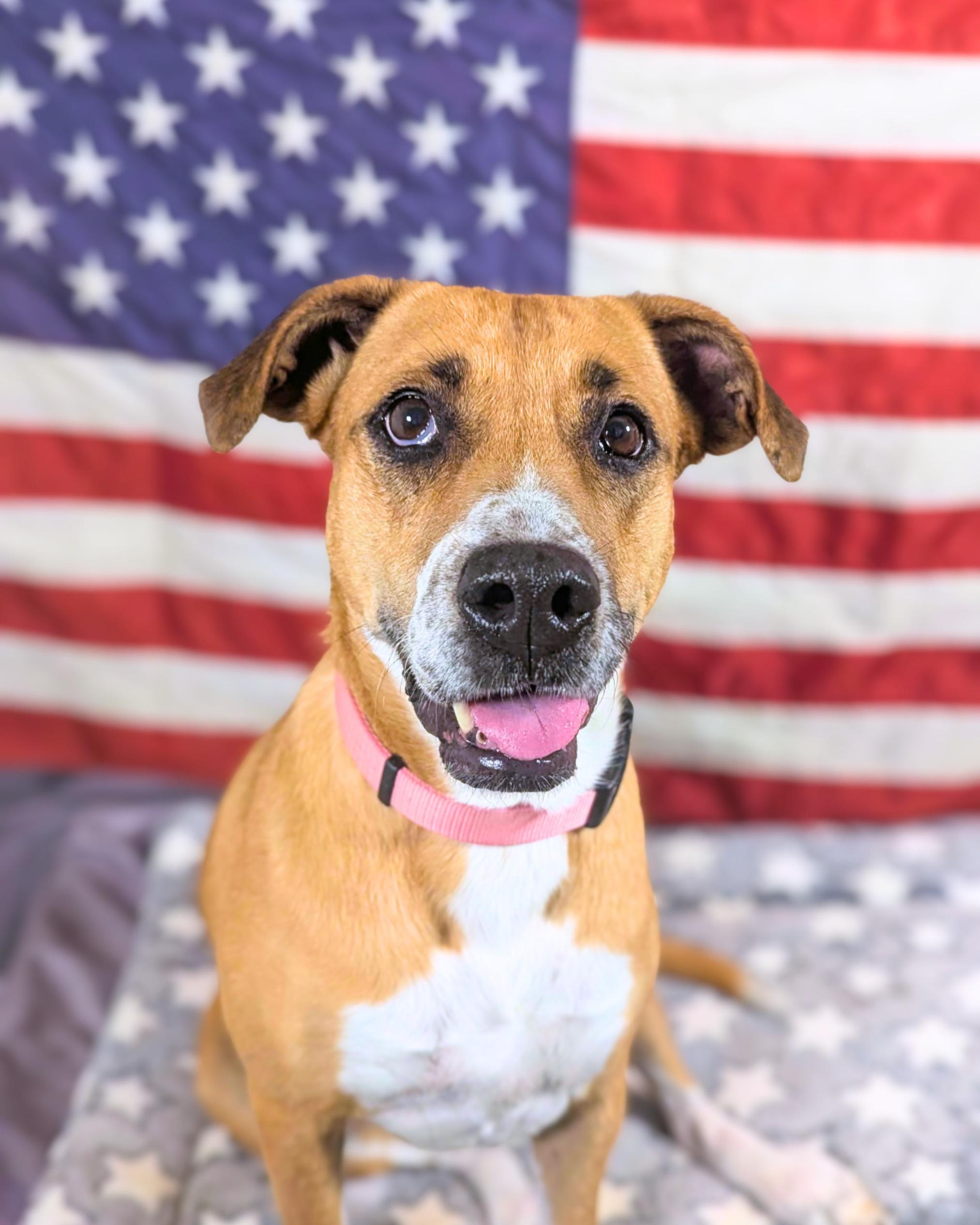 Josie Sue, ADOPTABLE, Adult Female Mixed Breed.