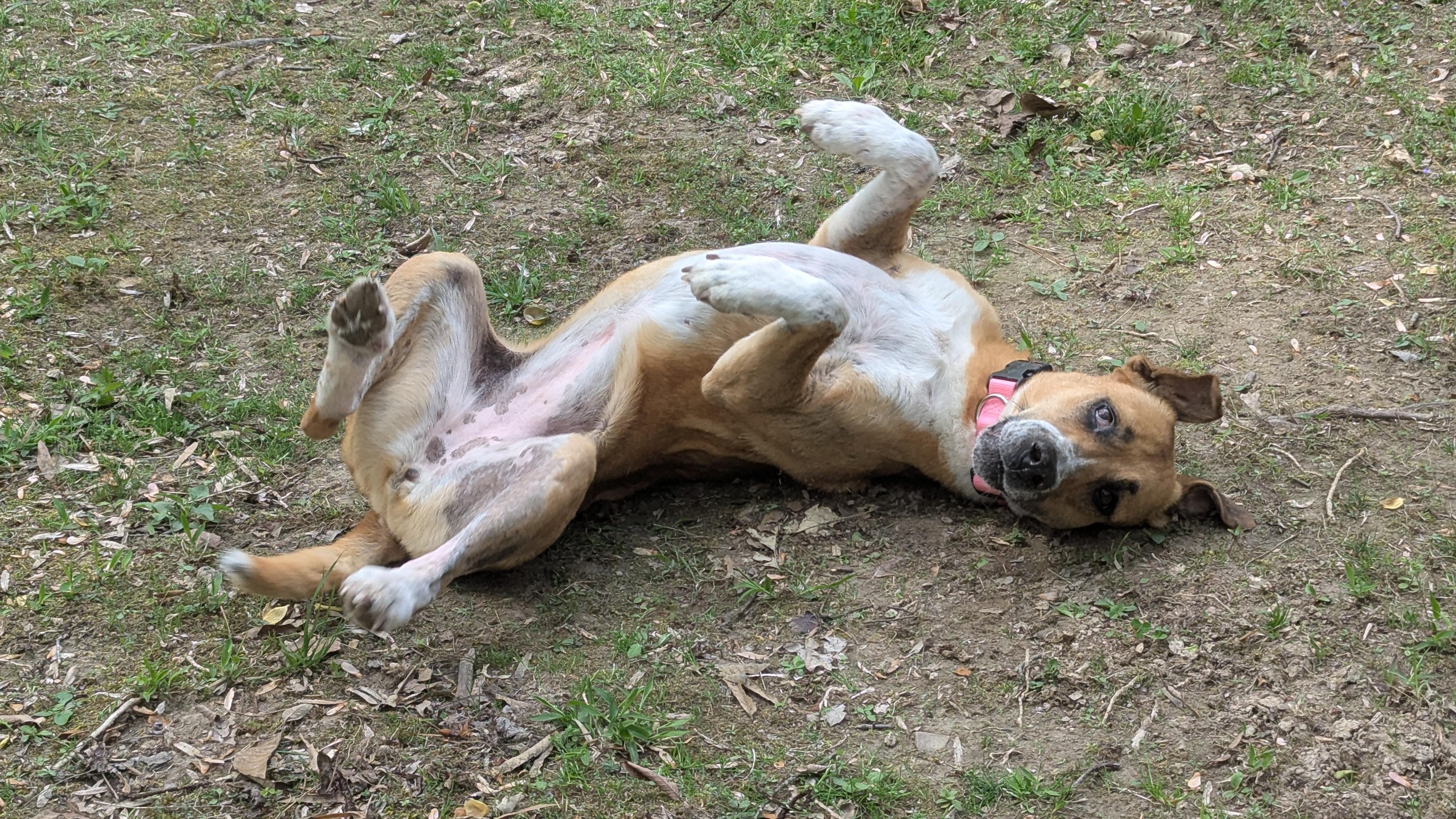 Josie Sue, a ADOPTABLE mixed breed in Nolensville, TN image 6/6