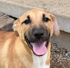 Maddie Mojito - Good with kids and dogs LOCAL PUP, adopted, Puppy Female Boxer & Shepherd.