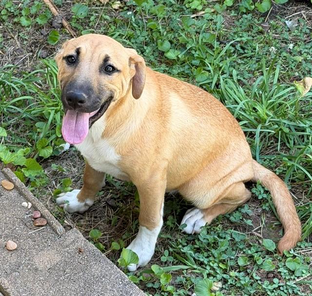 Maddie Mojito - Good with kids and dogs LOCAL PUP, an adopted mixed breed in Andover, MA image 6/6