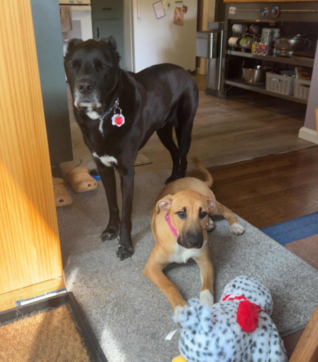 Maddie Mojito - Good with kids and dogs LOCAL PUP, an adopted mixed breed in Andover, MA image 3/6