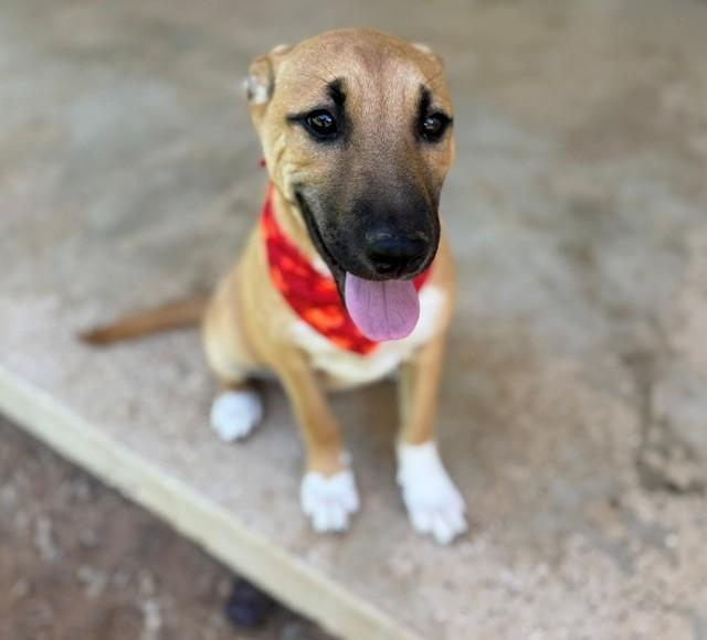 Maddie Mojito - Good with kids and dogs LOCAL PUP, an adopted mixed breed in Andover, MA image 5/6