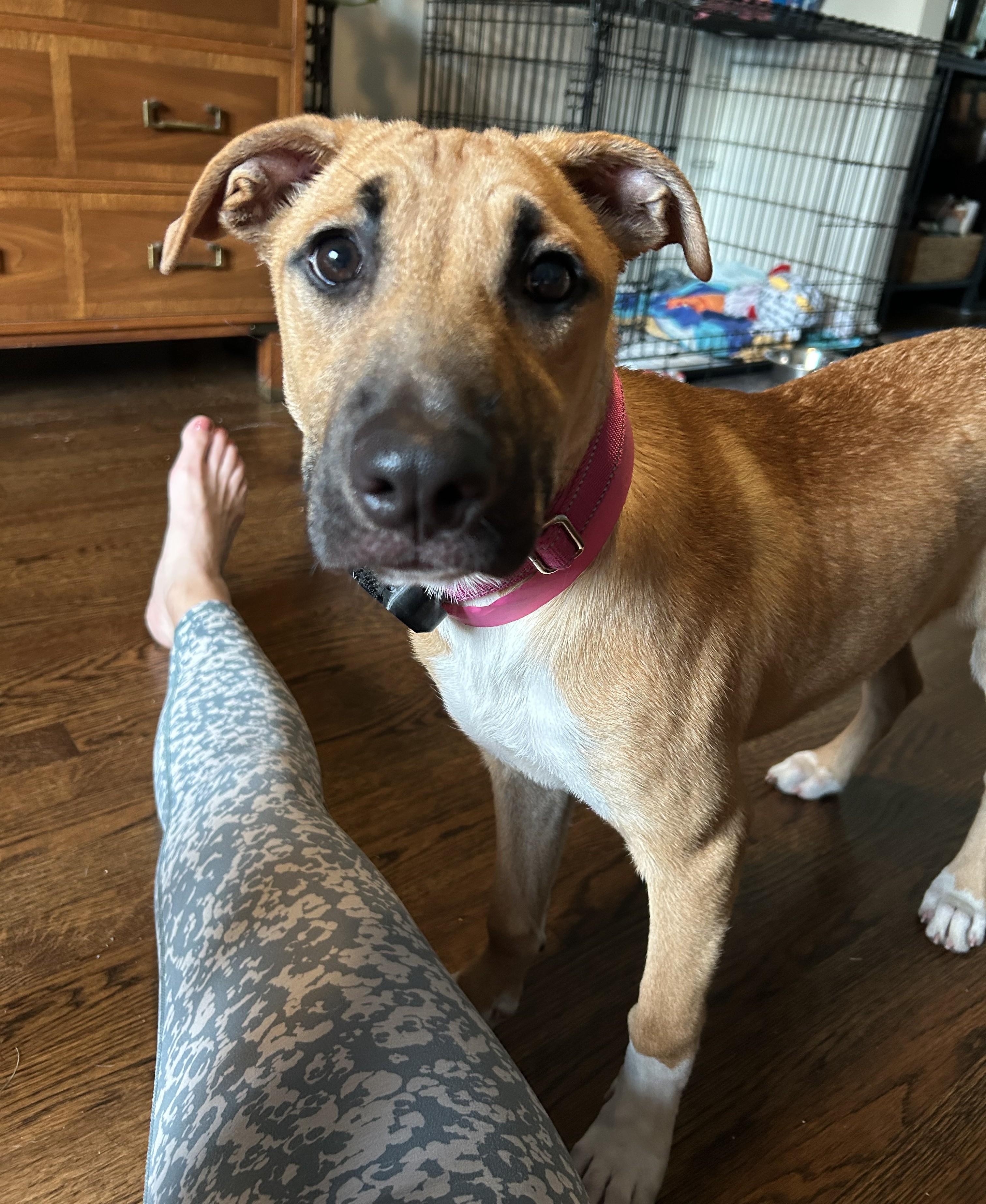 Maddie Mojito - Good with kids and dogs LOCAL PUP, an adopted mixed breed in Andover, MA image 2/6