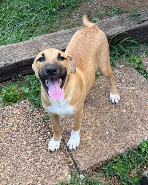 Maddie Mojito - Good with kids and dogs LOCAL PUP, an adopted mixed breed in Andover, MA image 4/6