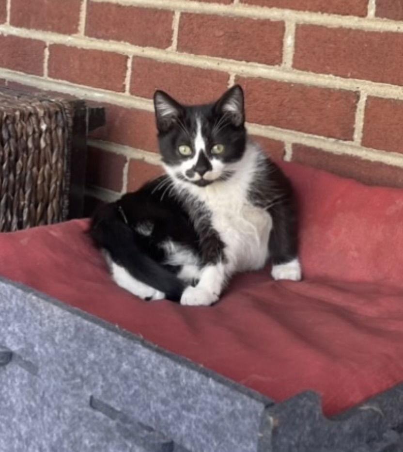 Enlarge Doc, a Adoptable Domestic Short Hair in Yardley, PA image 2/2