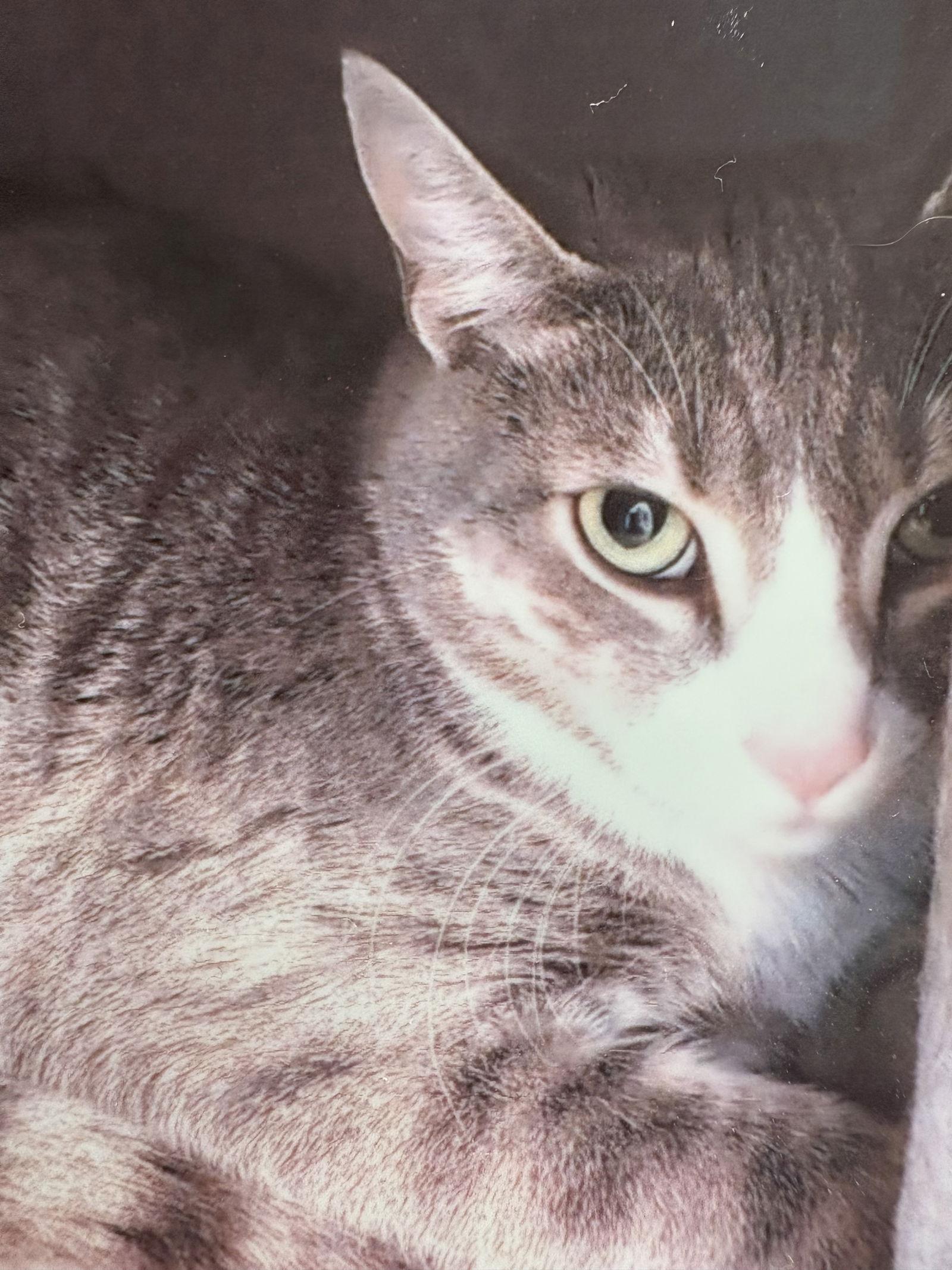 Ashe, Adoptable, Young Male Domestic Short Hair.