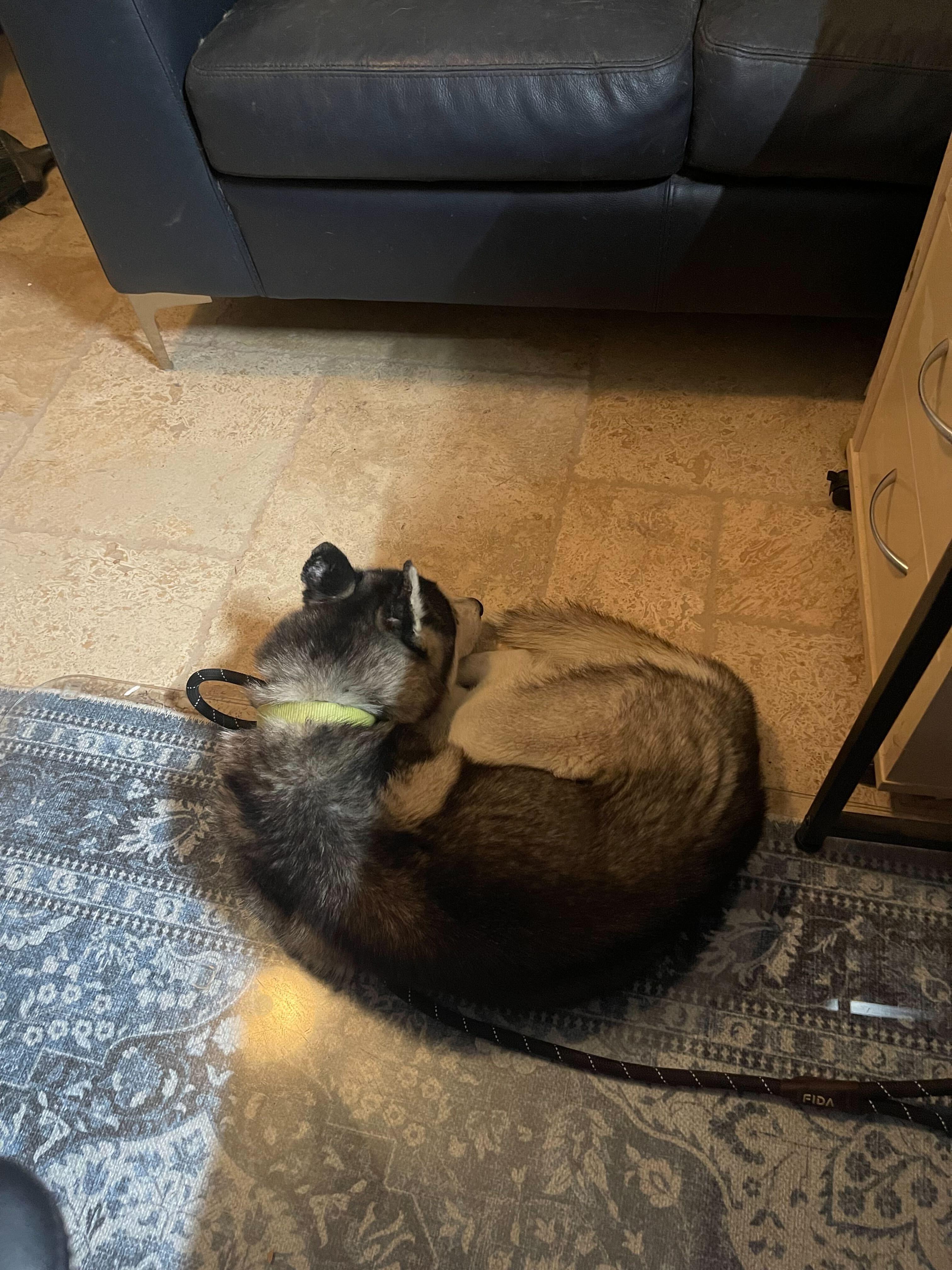 Johnny, Adoptable, Young Male Siberian Husky.