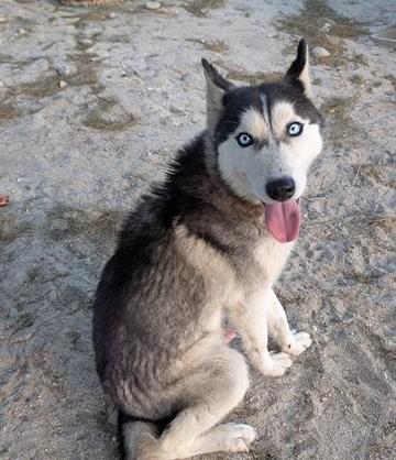 Enlarge Johnny, a Adoptable Siberian Husky in Cottonwood Heights, UT image 2/5
