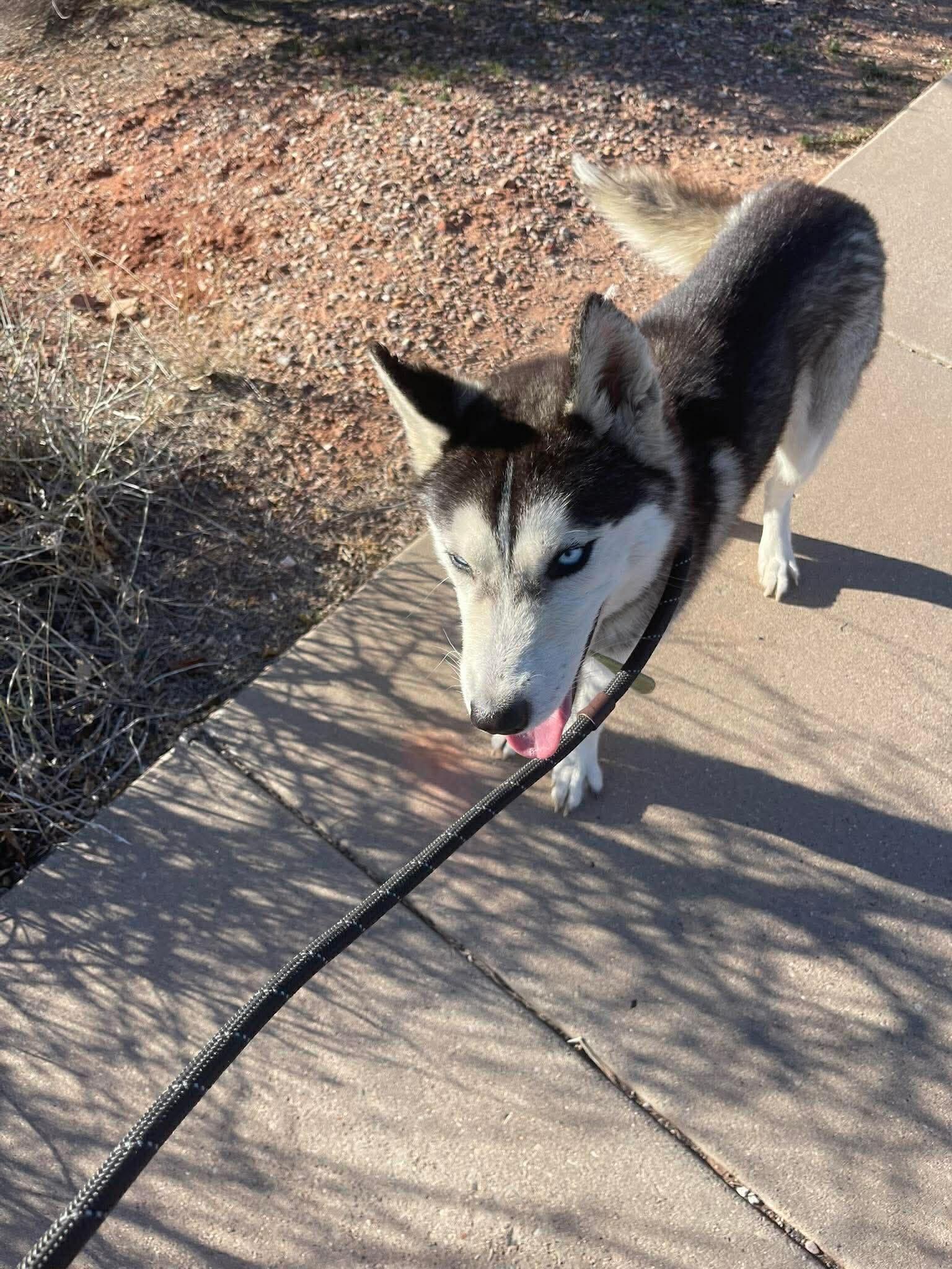 Enlarge Johnny, a Adoptable Siberian Husky in Cottonwood Heights, UT image 3/5
