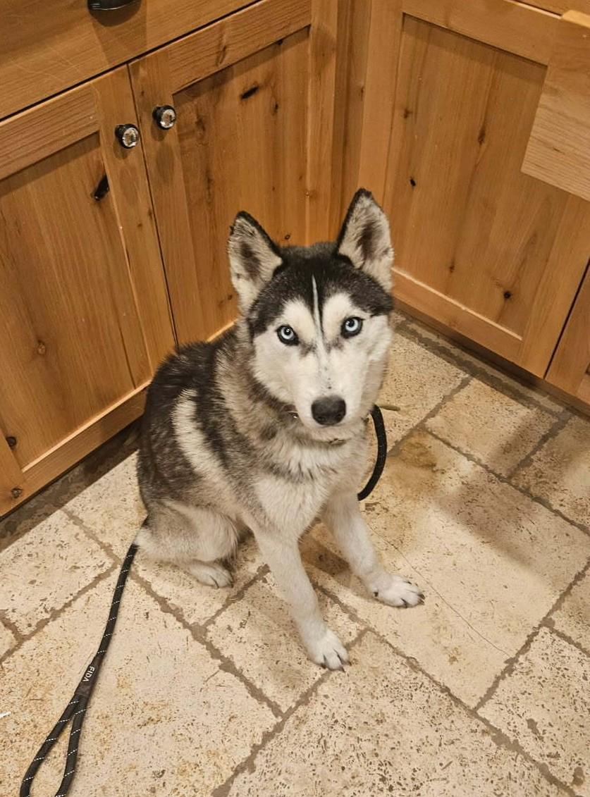 Enlarge Johnny, a Adoptable Siberian Husky in Cottonwood Heights, UT image 4/5
