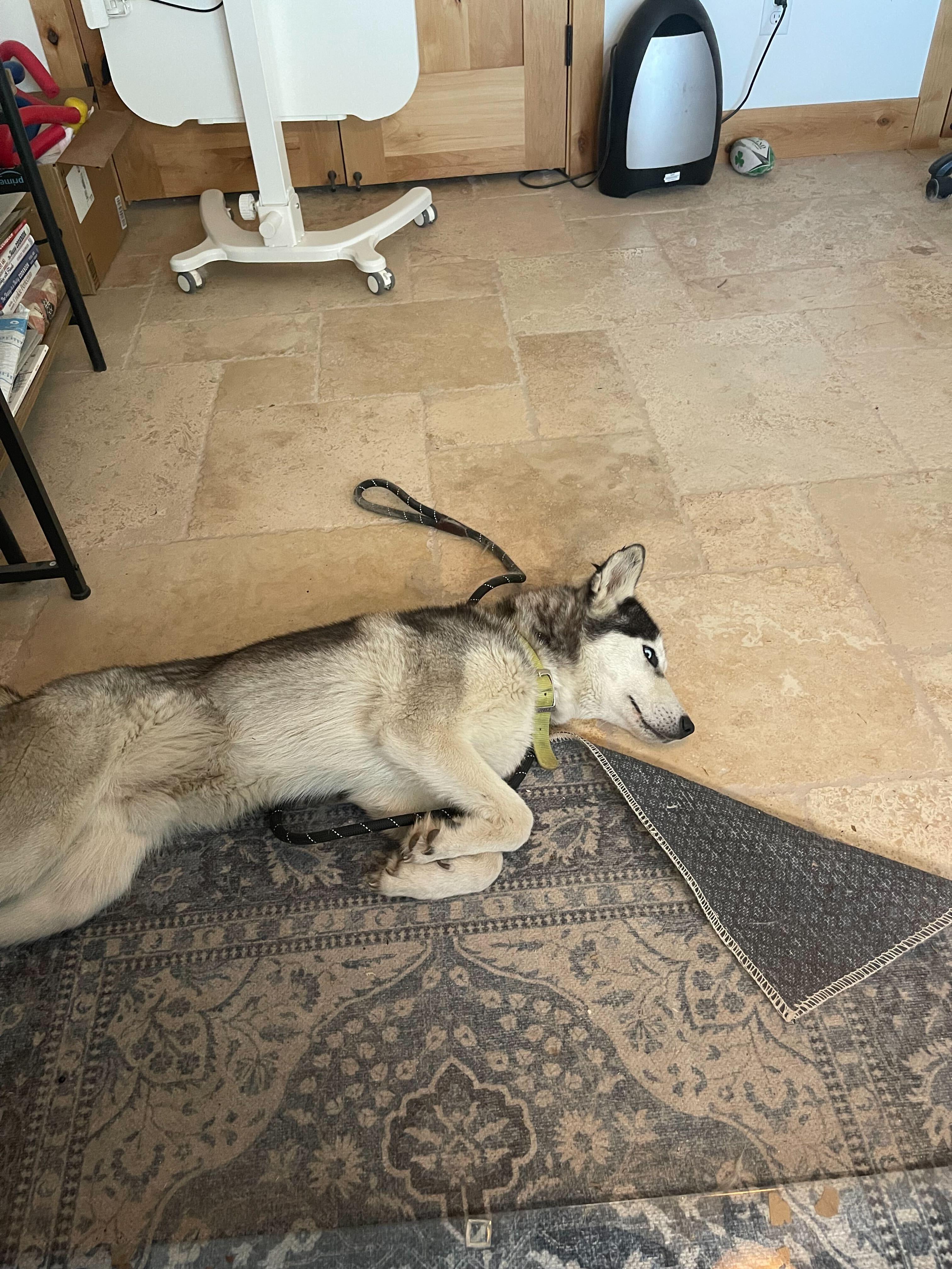 Enlarge Johnny, a Adoptable Siberian Husky in Cottonwood Heights, UT image 5/5