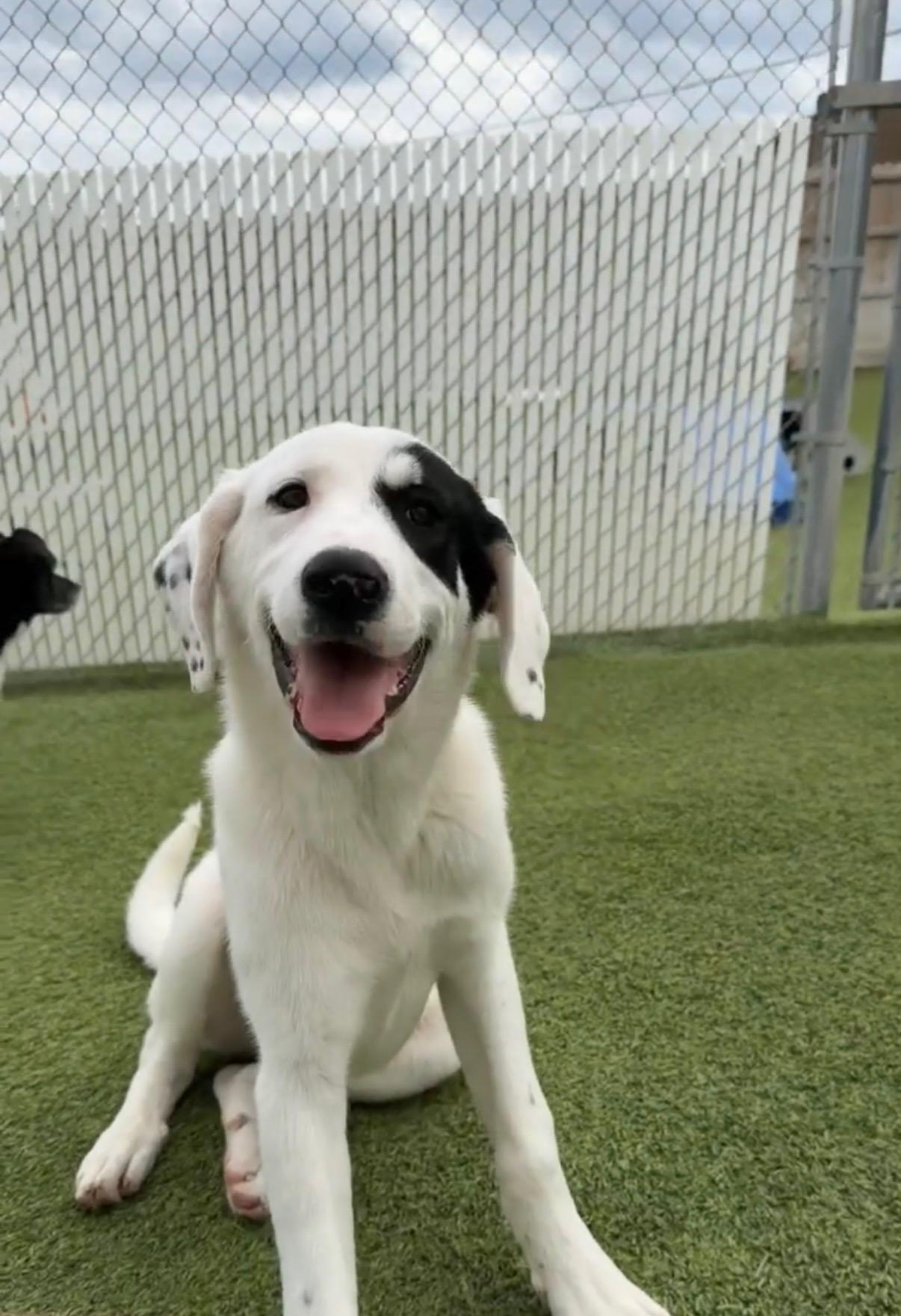 L'oreal, ADOPTABLE, Puppy Female Great Pyrenees.