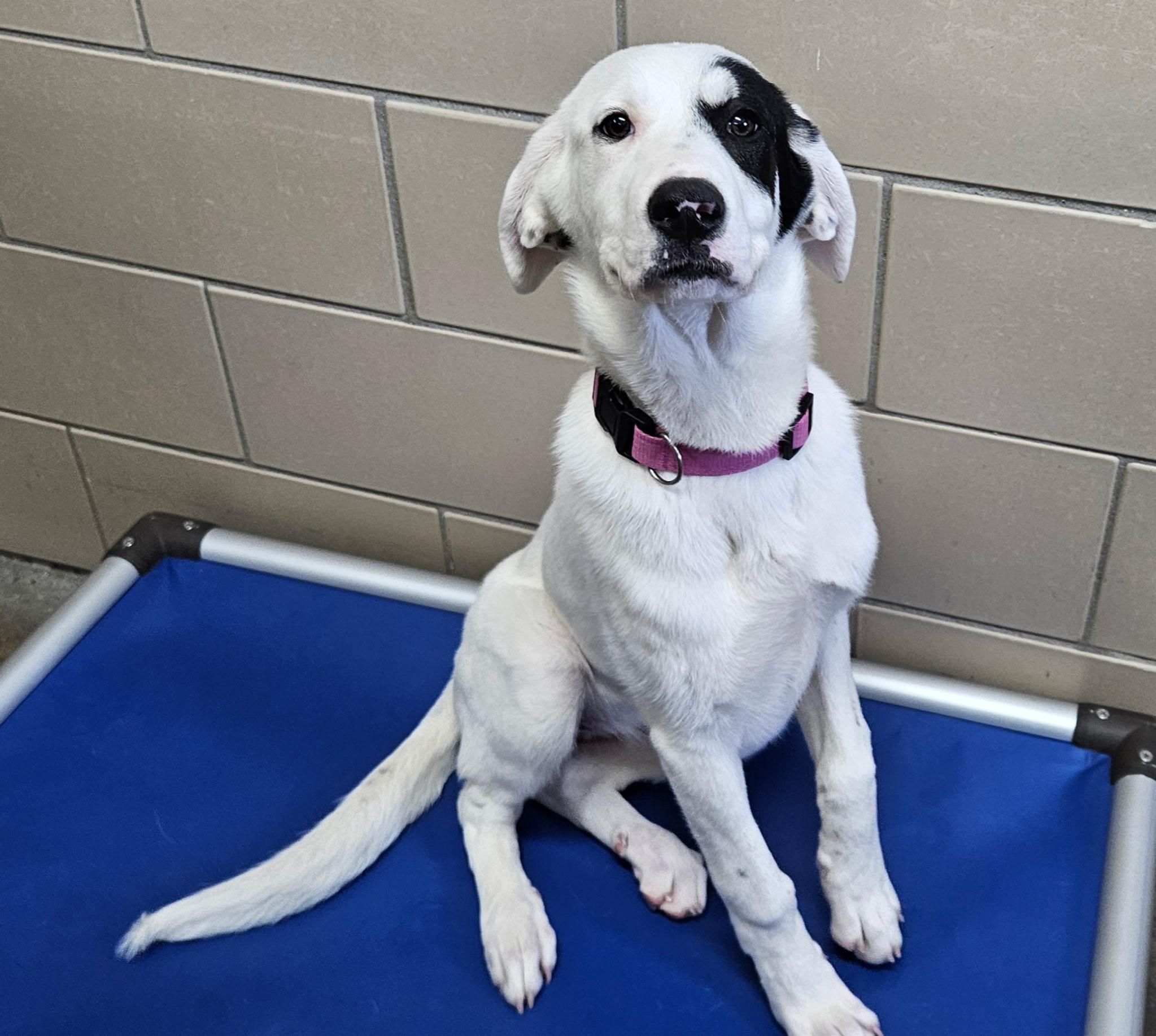 Enlarge L'oreal, a ADOPTABLE mixed breed in Aurora, IL image 3/4