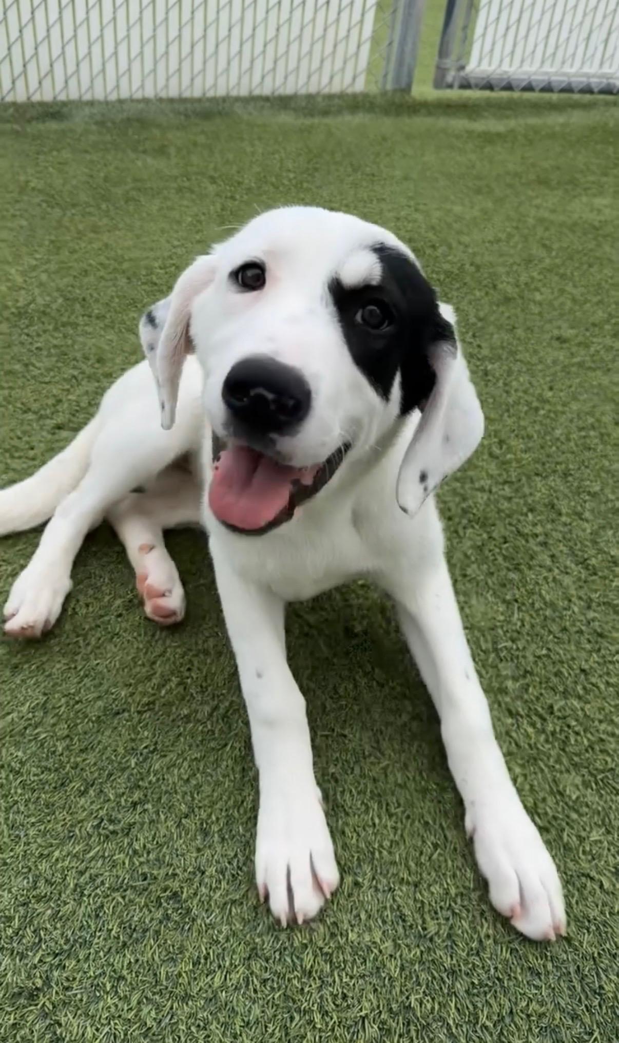 Enlarge L'oreal, a ADOPTABLE mixed breed in Aurora, IL image 2/4