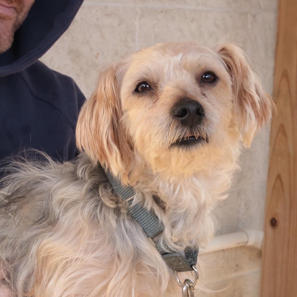 Luffy — thumbnail 2