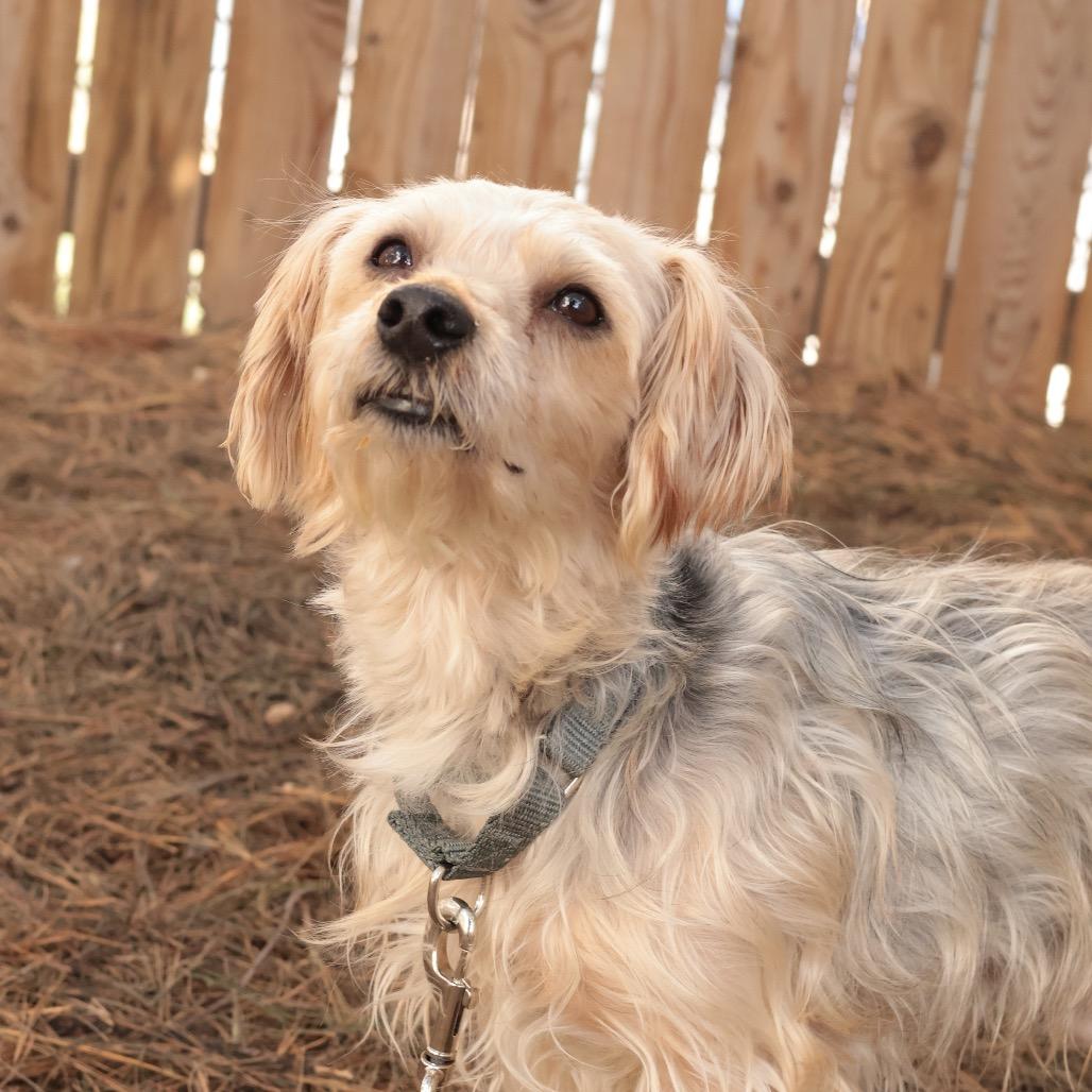 Luffy — thumbnail 4