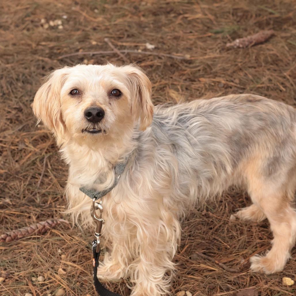 Luffy — thumbnail 5