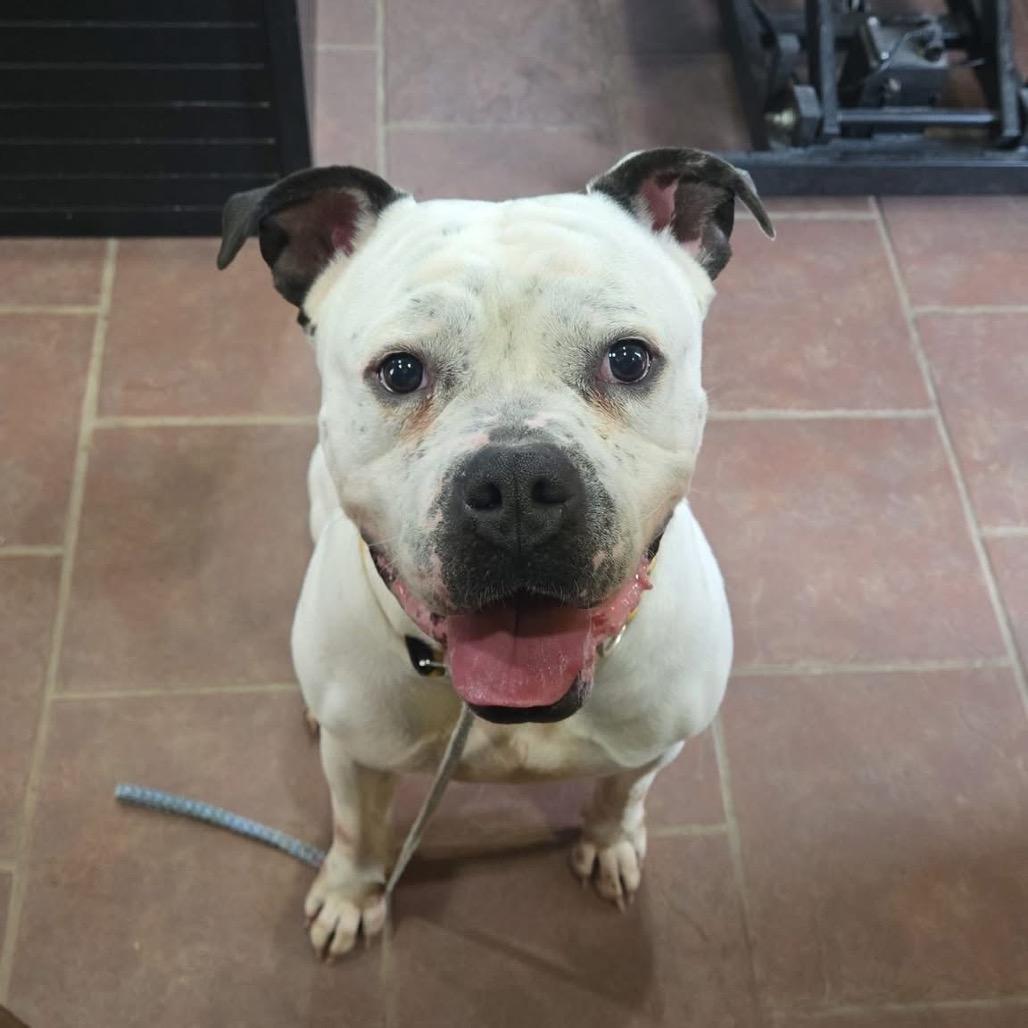 Eli, Adoptable, Adult Male Pit Bull Terrier.