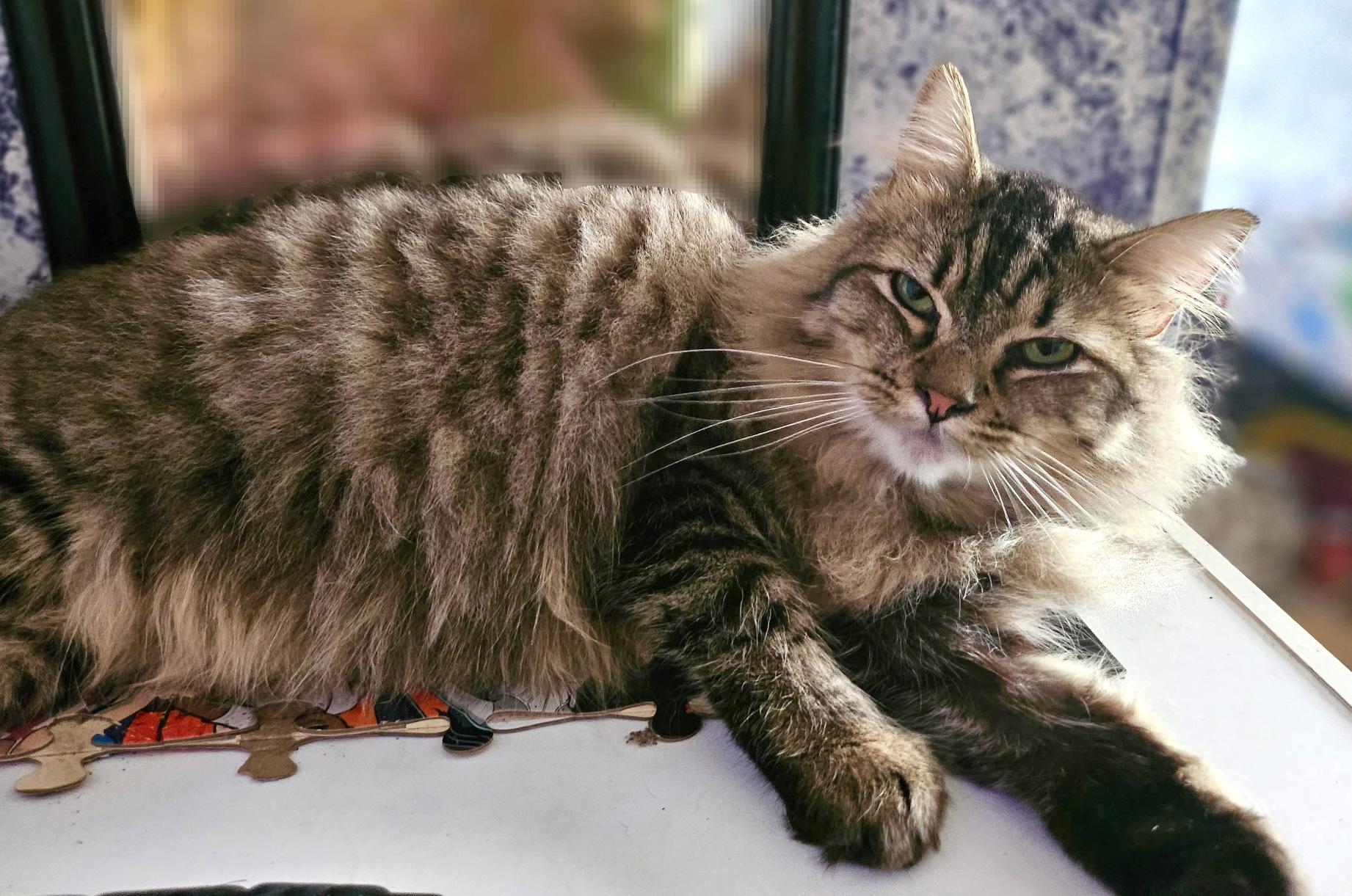 Cookie, ADOPTABLE, Adult Male Domestic Medium Hair.