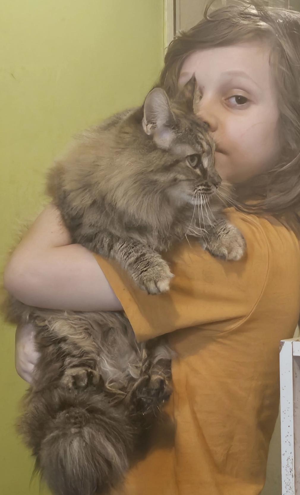 Enlarge Cookie, a ADOPTABLE Domestic Medium Hair in Portland, OR image 5/5