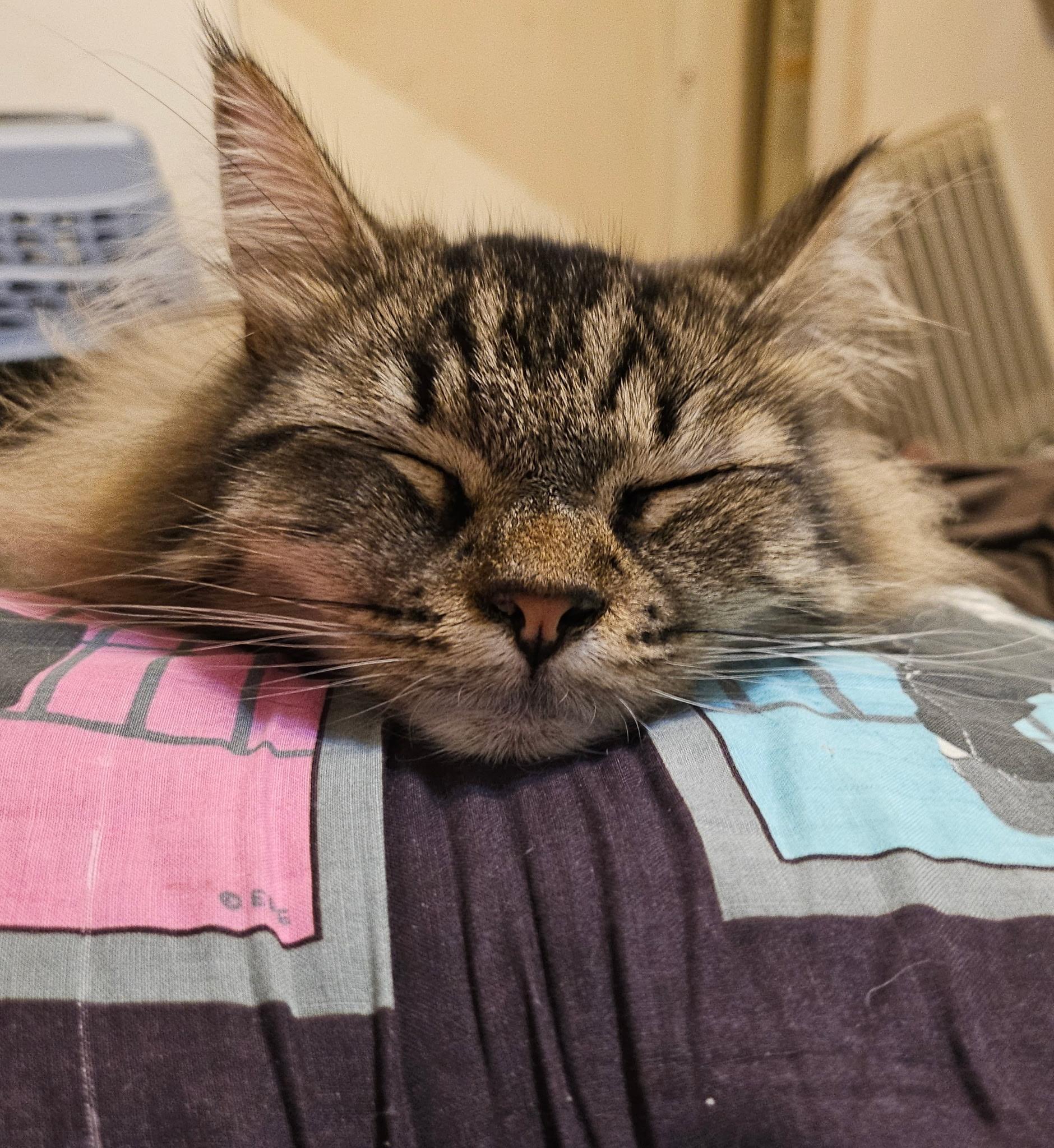 Enlarge Cookie, a ADOPTABLE Domestic Medium Hair in Portland, OR image 2/3
