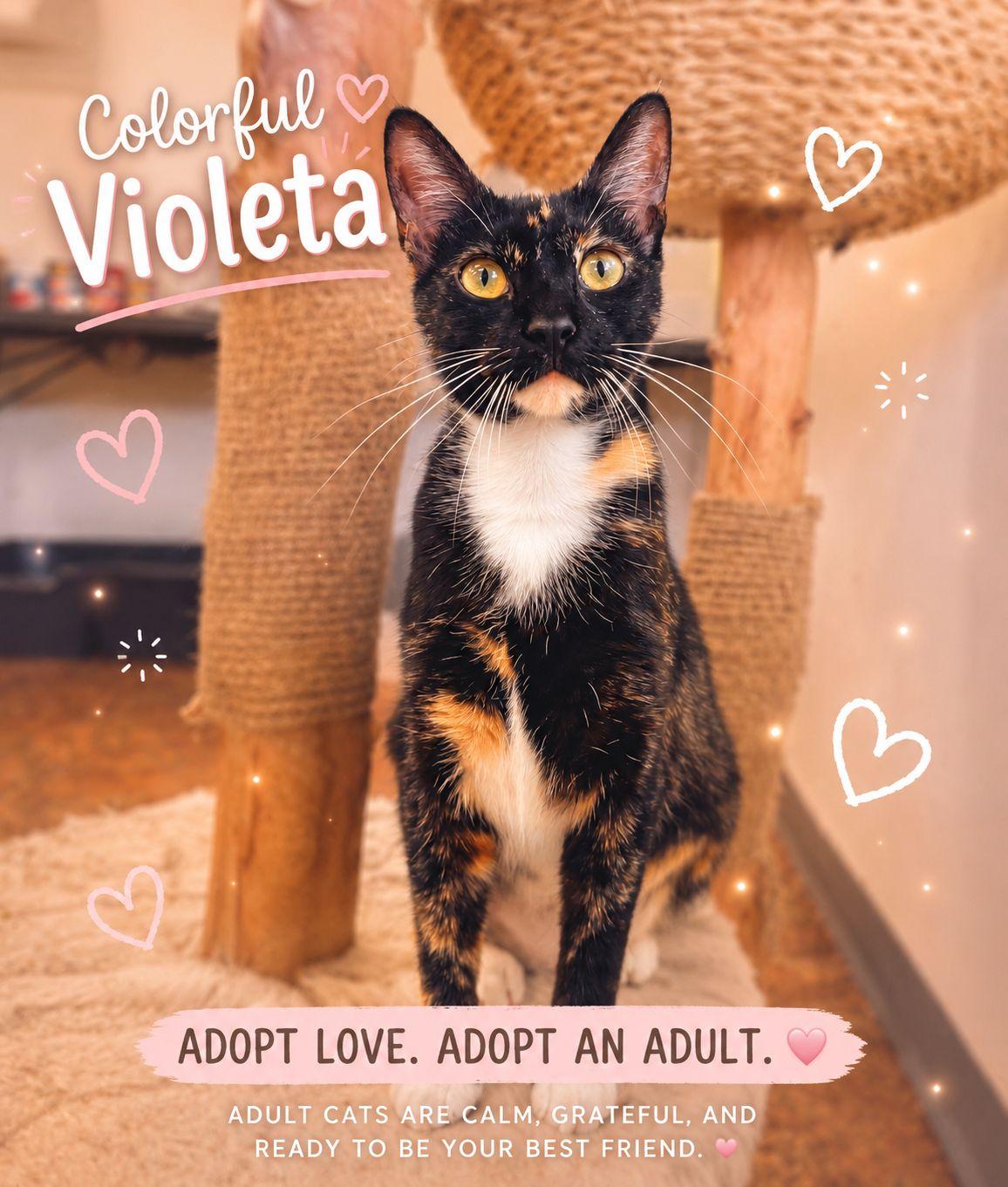 Violetta, a Adoptable mixed breed in Miami Beach, FL image 1/5