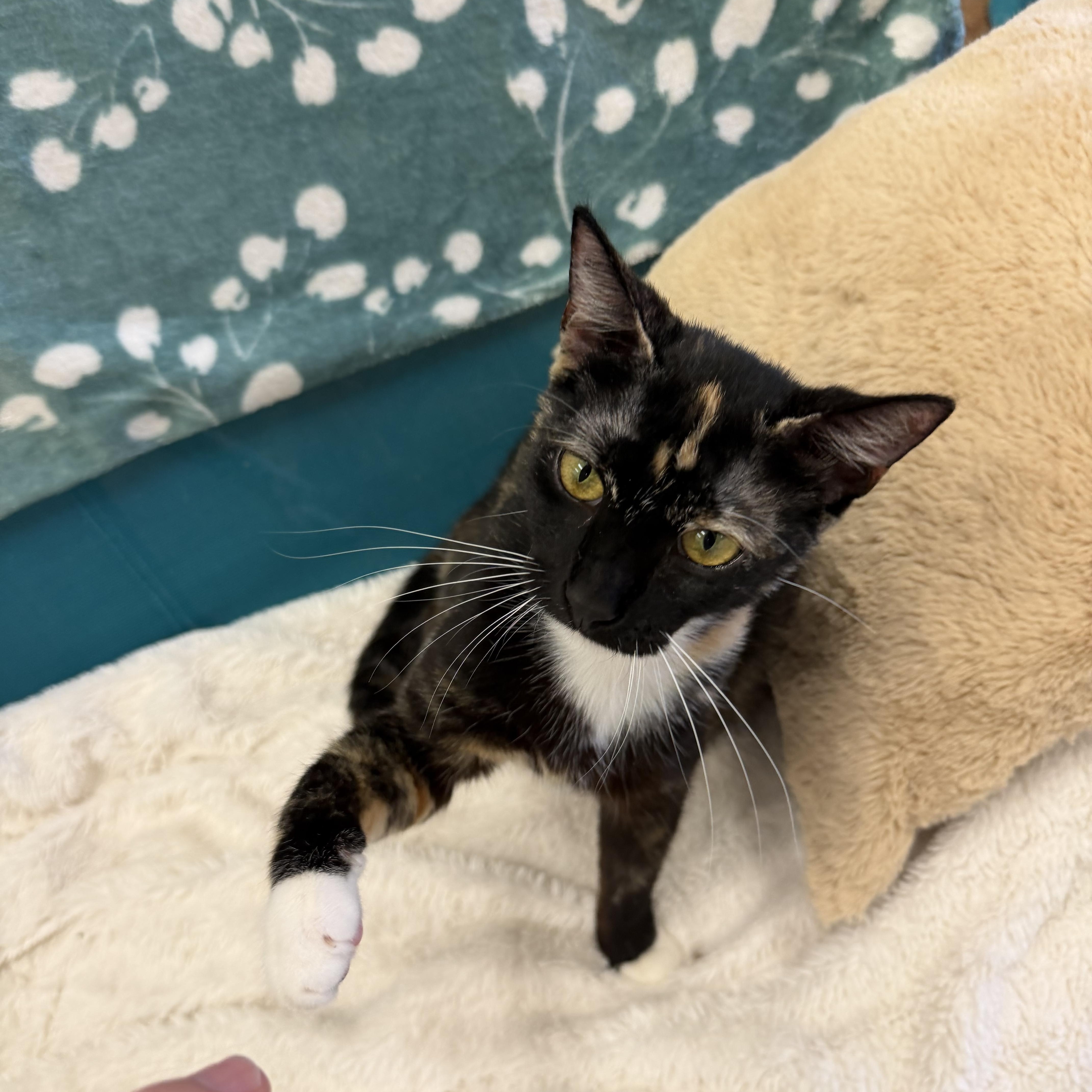 Violetta, a Adoptable mixed breed in Miami Beach, FL image 3/5