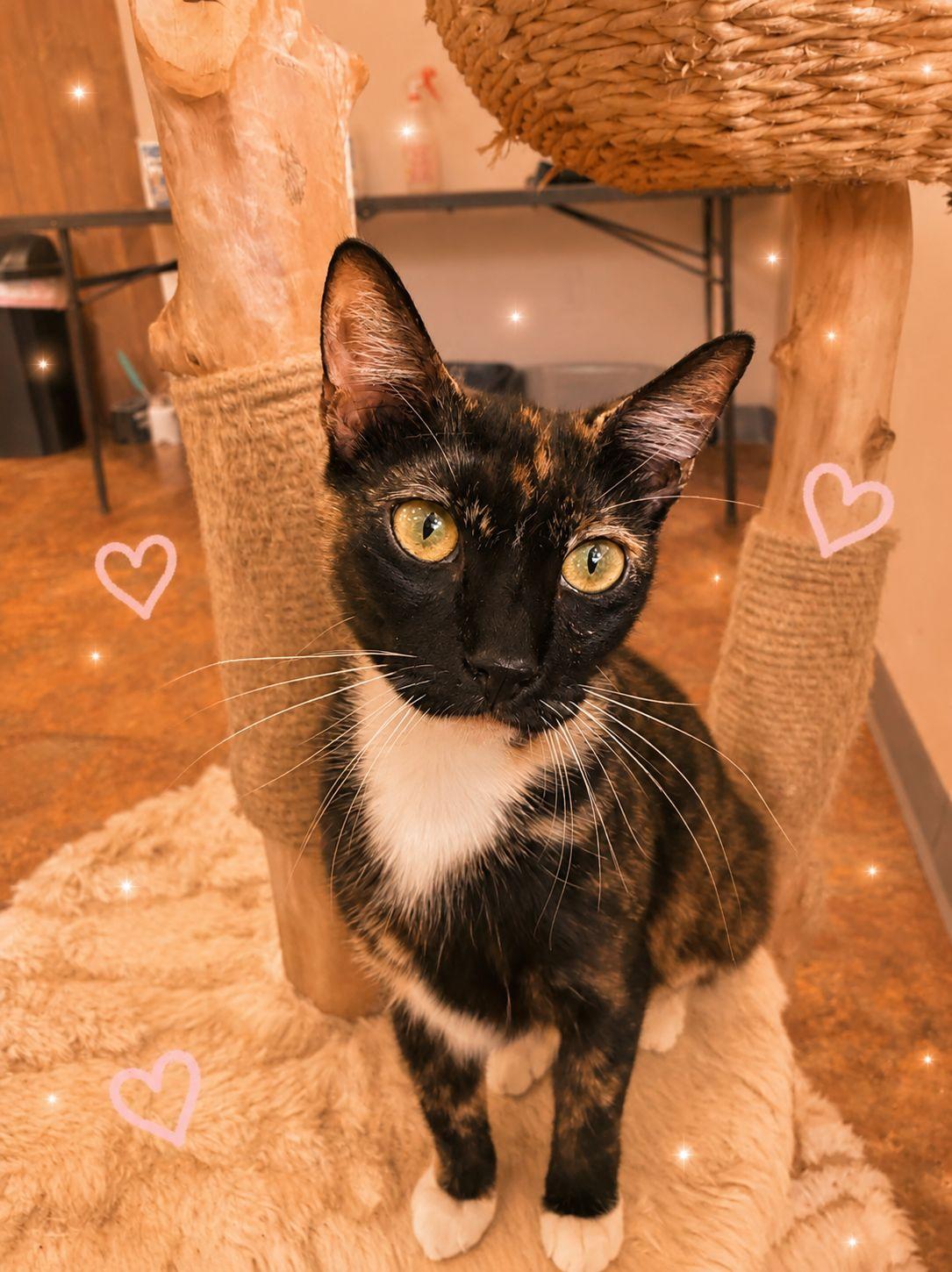 Violetta, a Adoptable mixed breed in Miami Beach, FL image 2/5