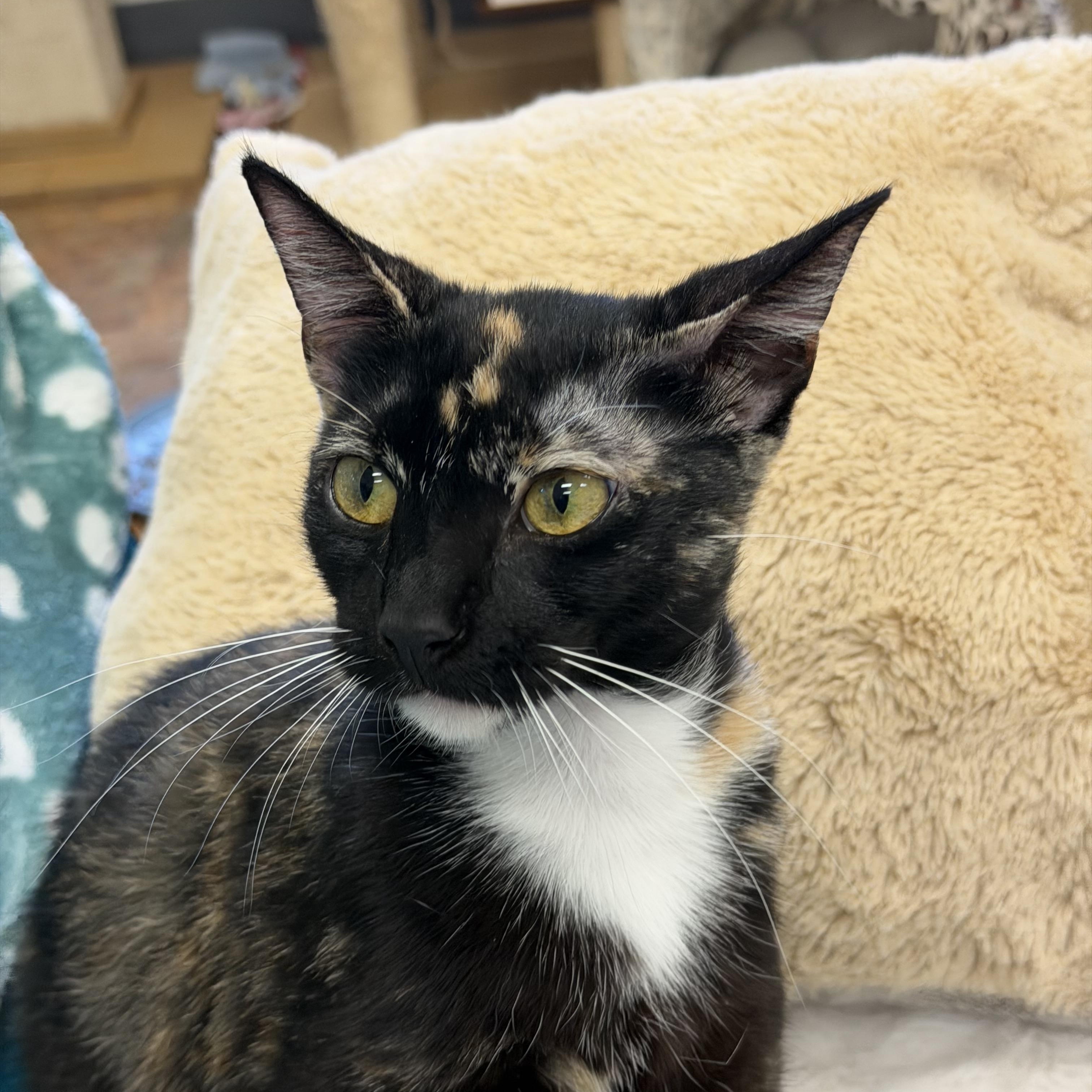 Violetta, a Adoptable mixed breed in Miami Beach, FL image 4/5