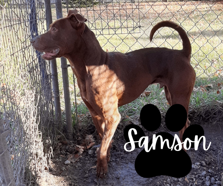 Samson, Adoptable, Adult Male Doberman Pinscher & Chocolate Labrador Retriever.