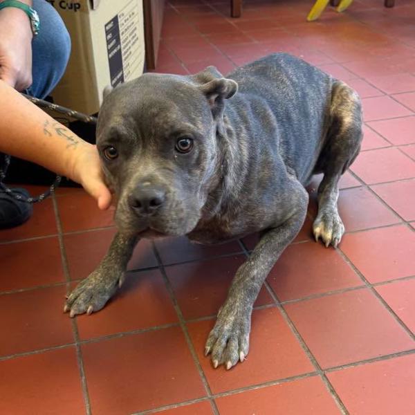 Diva, Adoptable, Young Female Cane Corso.