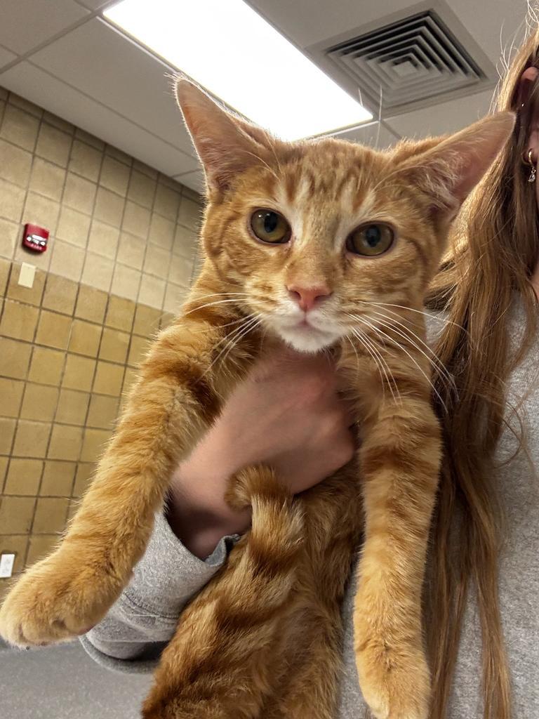 Hondo, Adoptable, Kitten Male Domestic Short Hair.