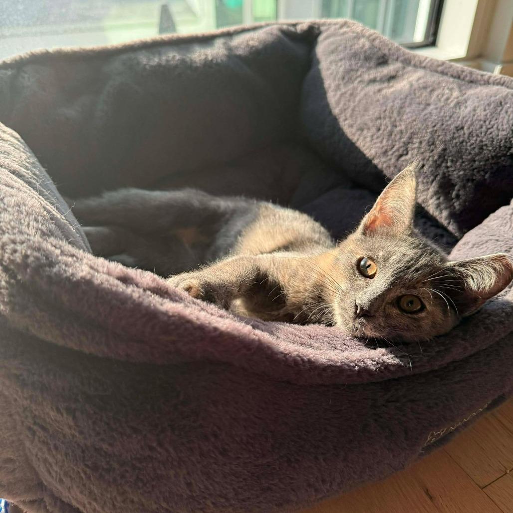 Ophelia, a Adoptable Domestic Short Hair in Tampa, FL image 1/6