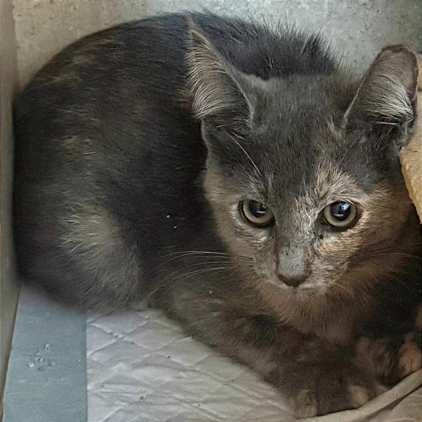 Ophelia, a Adoptable Domestic Short Hair in Tampa, FL image 2/6