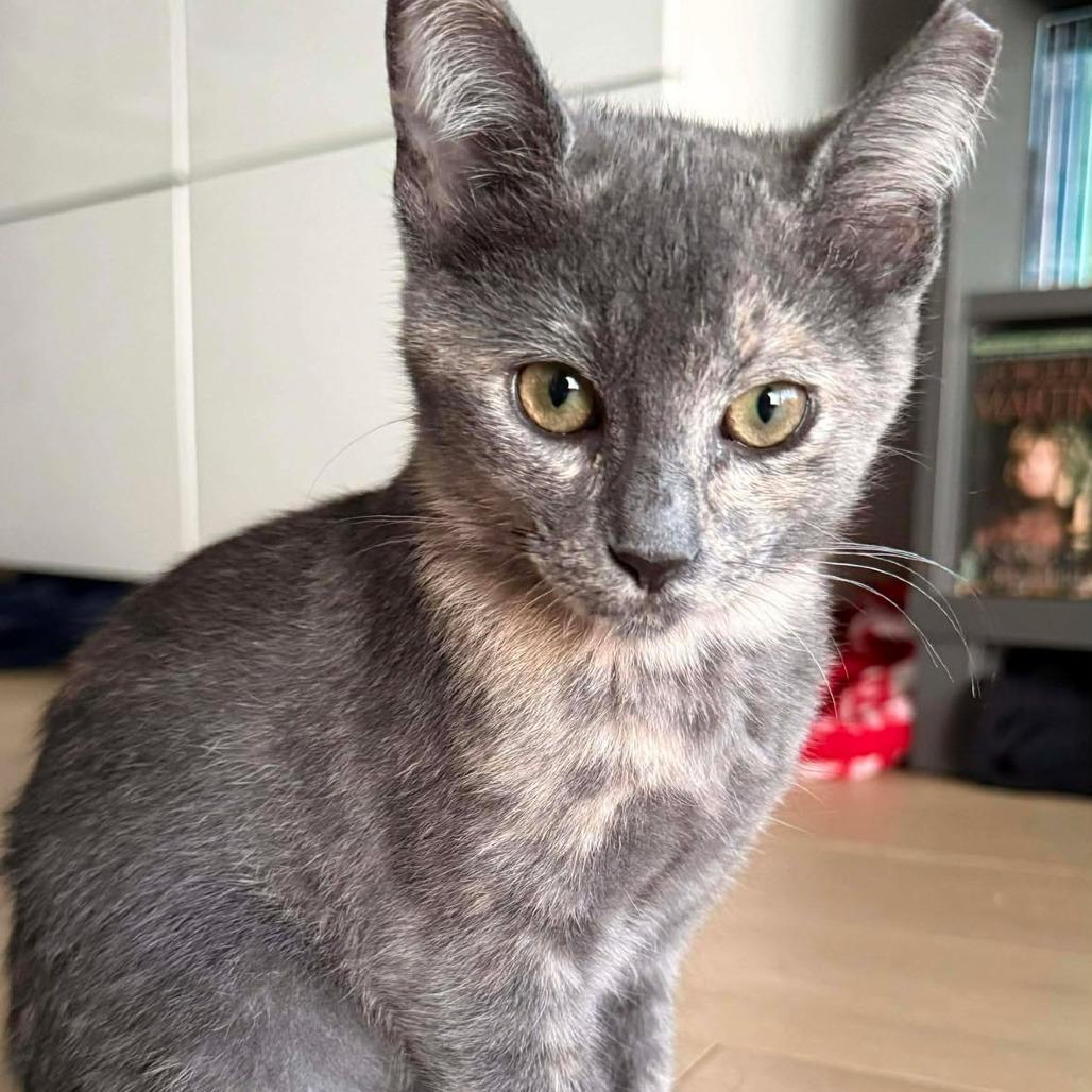 Ophelia, a Adoptable Domestic Short Hair in Tampa, FL image 3/6