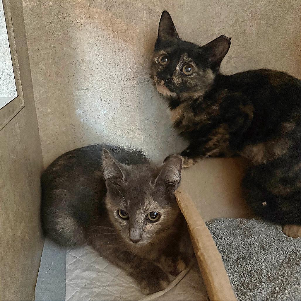 Ophelia, a Adoptable Domestic Short Hair in Tampa, FL image 4/6