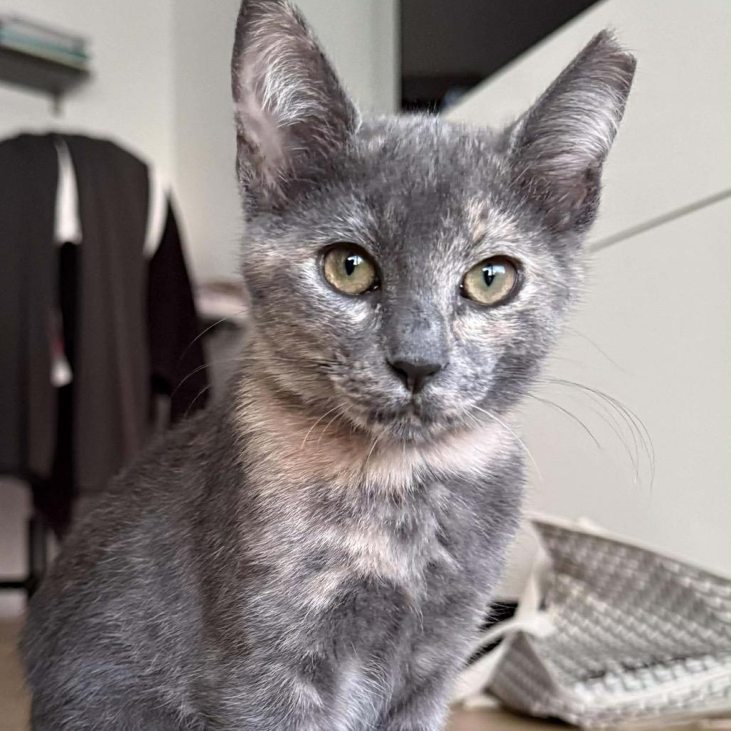 Ophelia, a Adoptable Domestic Short Hair in Tampa, FL image 5/6