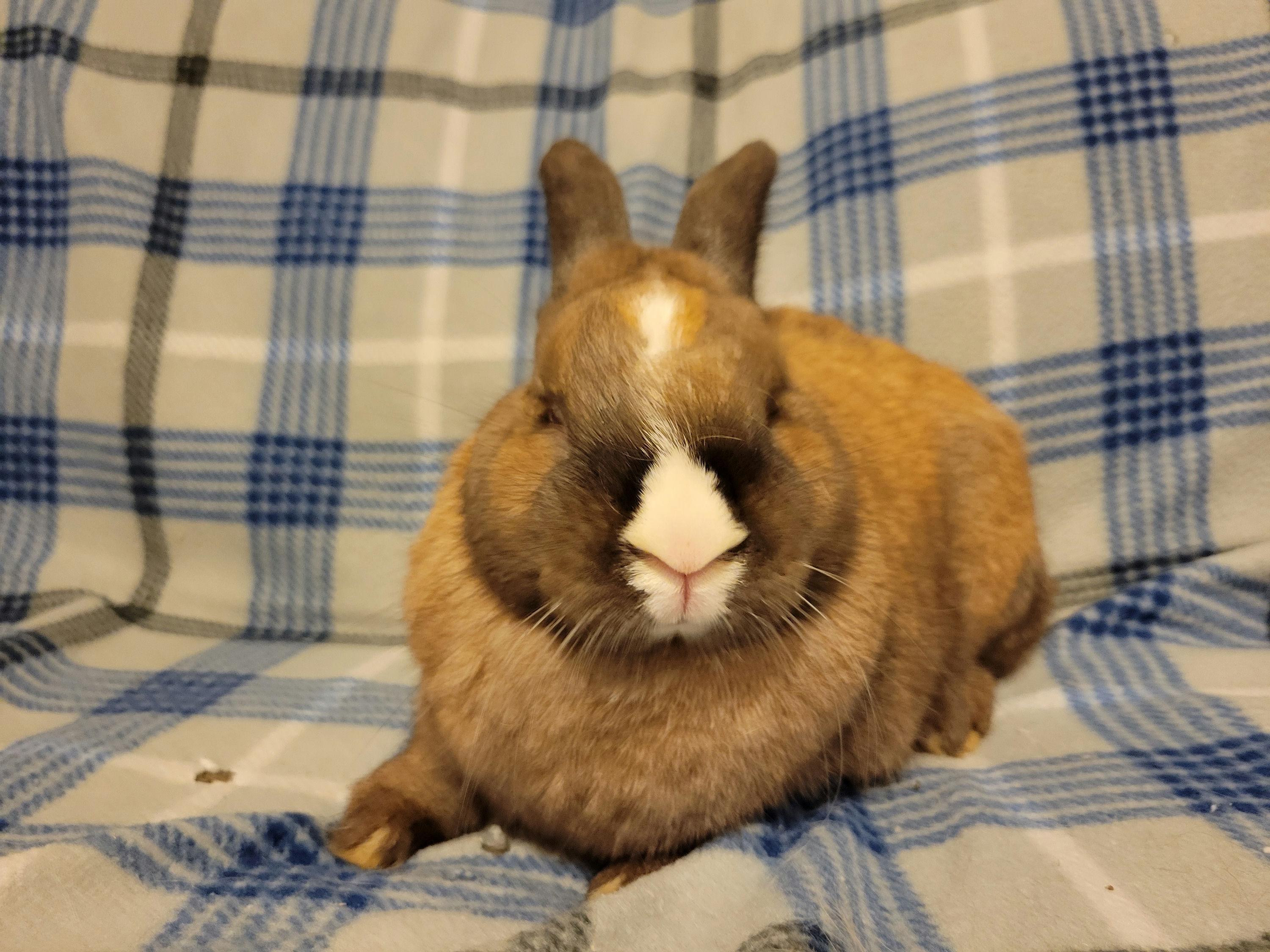 Tito