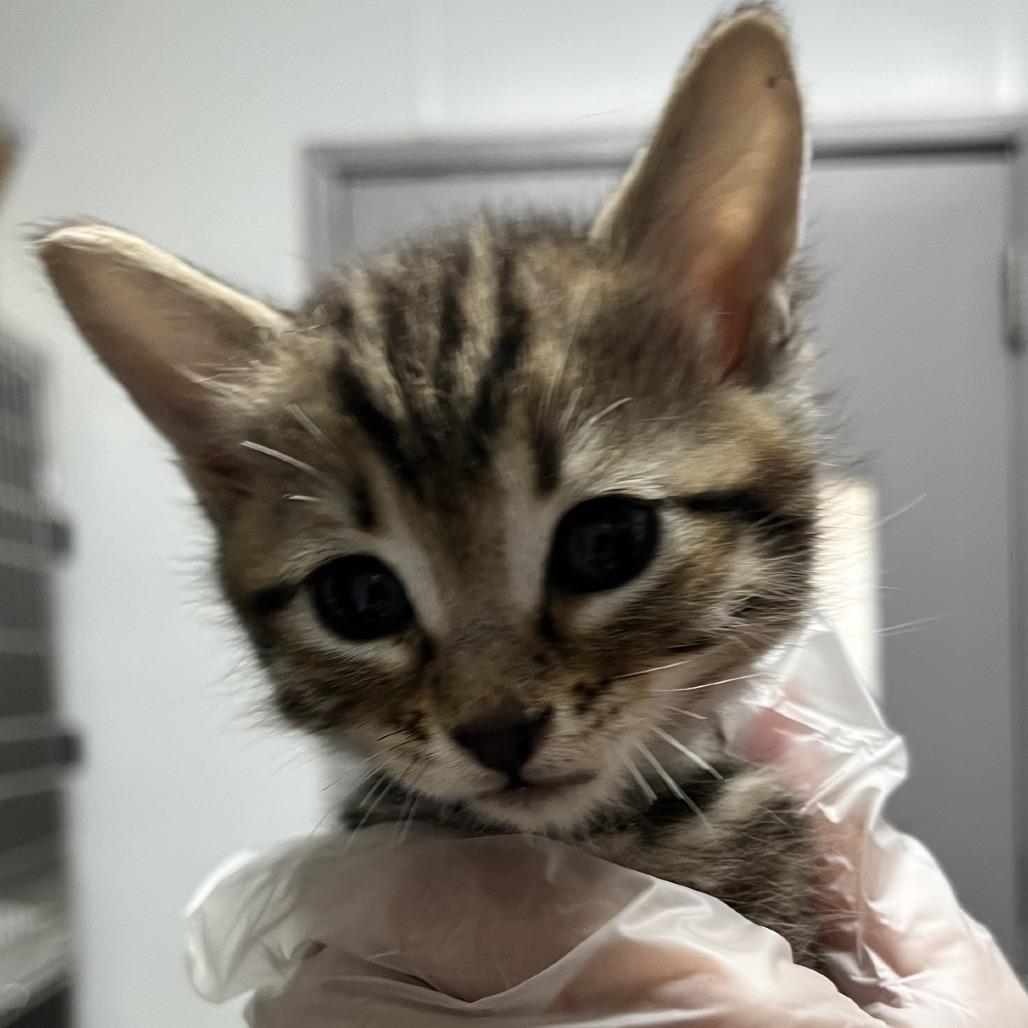 Enlarge Cosmo, a Adoptable Domestic Medium Hair in Taos, NM image 1/2